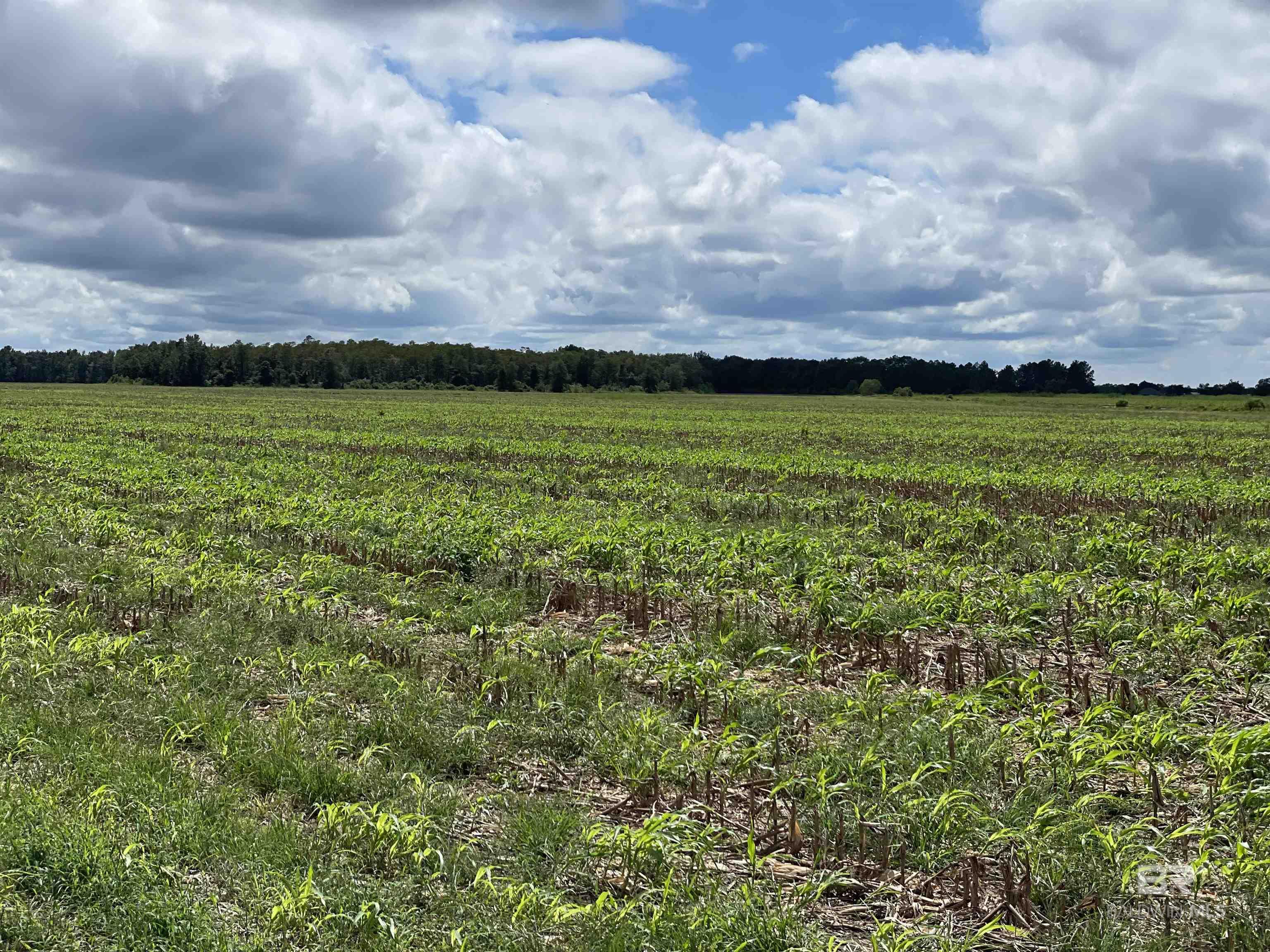 5700 Block Pine Forest Road, Walnut Hill, FL, 32568