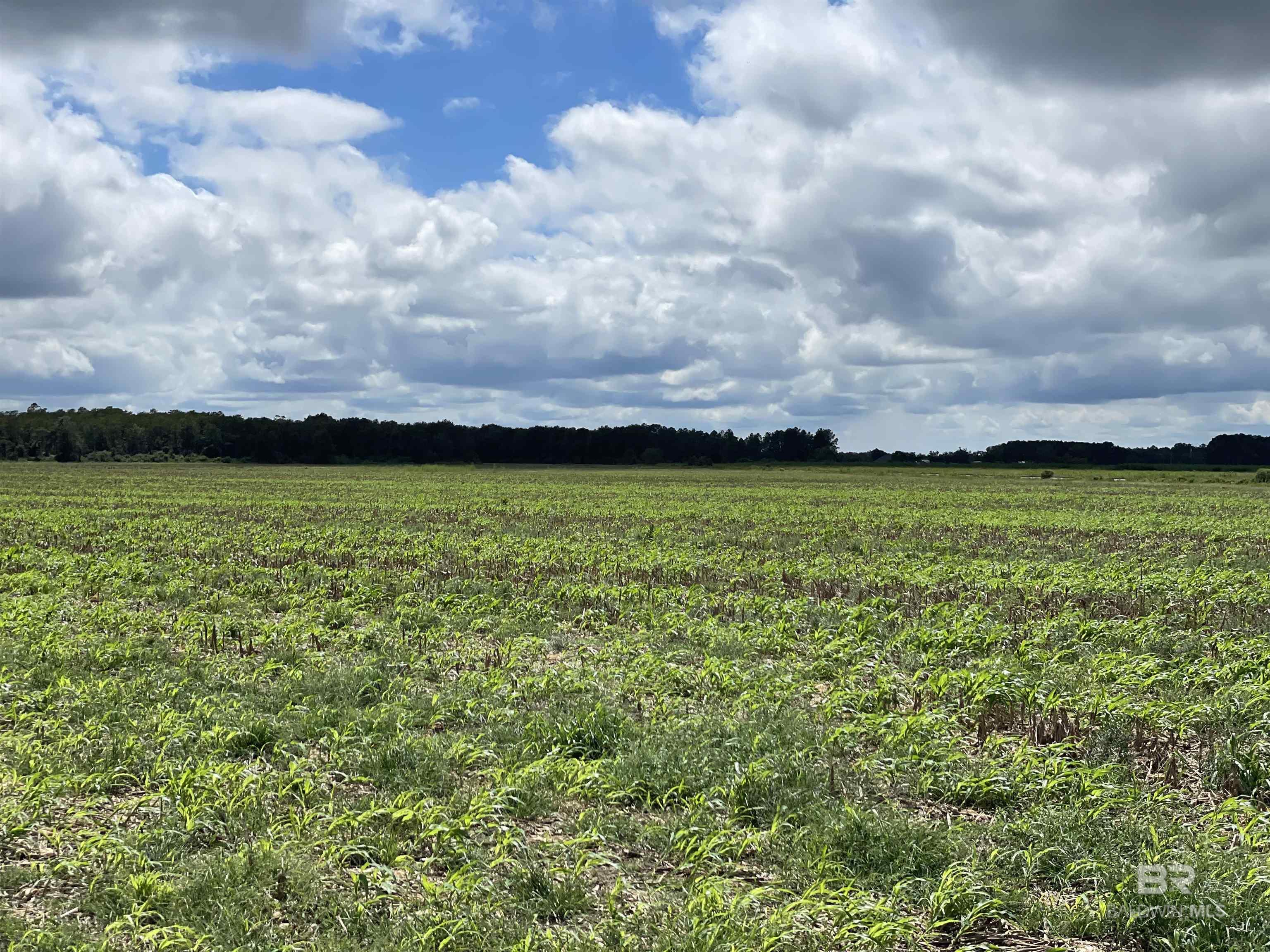 5700 Block Pine Forest Road, Walnut Hill, FL, 32568