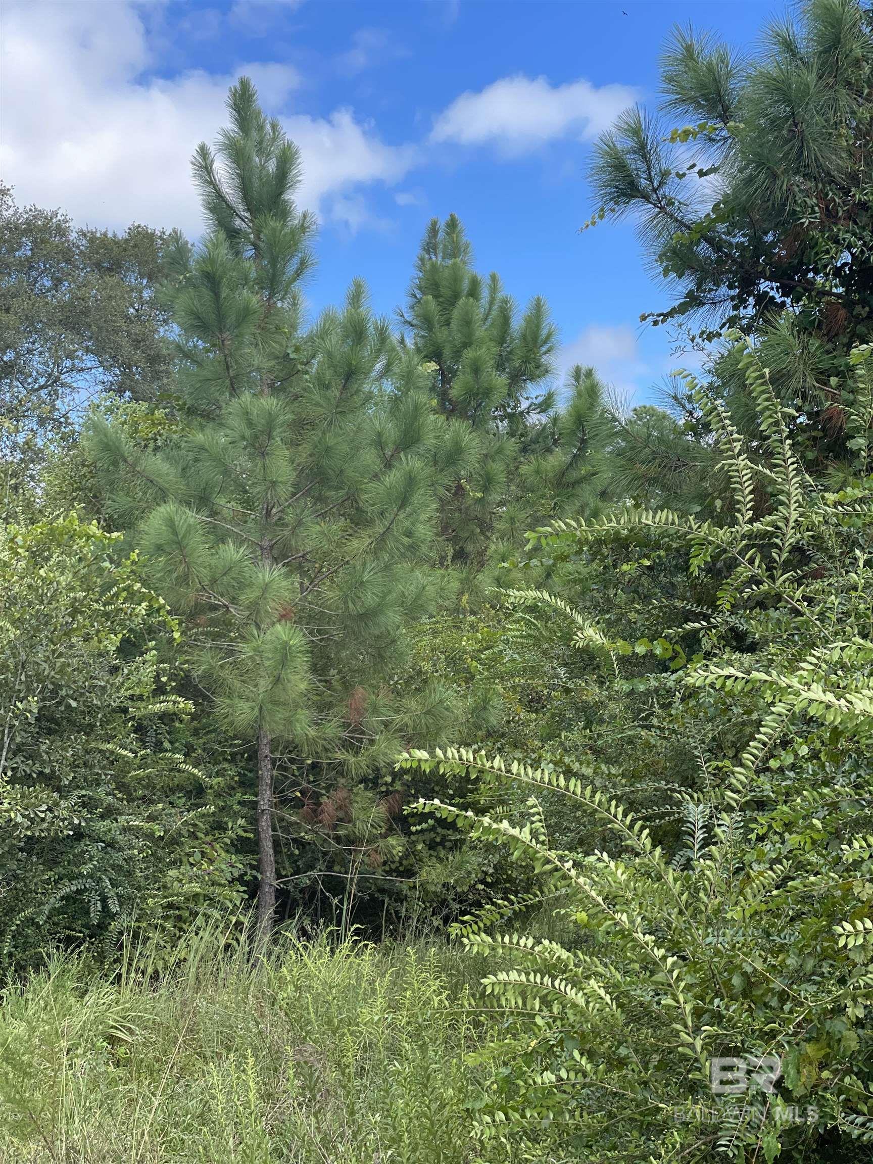 5700 Block Pine Forest Road, Walnut Hill, FL, 32568