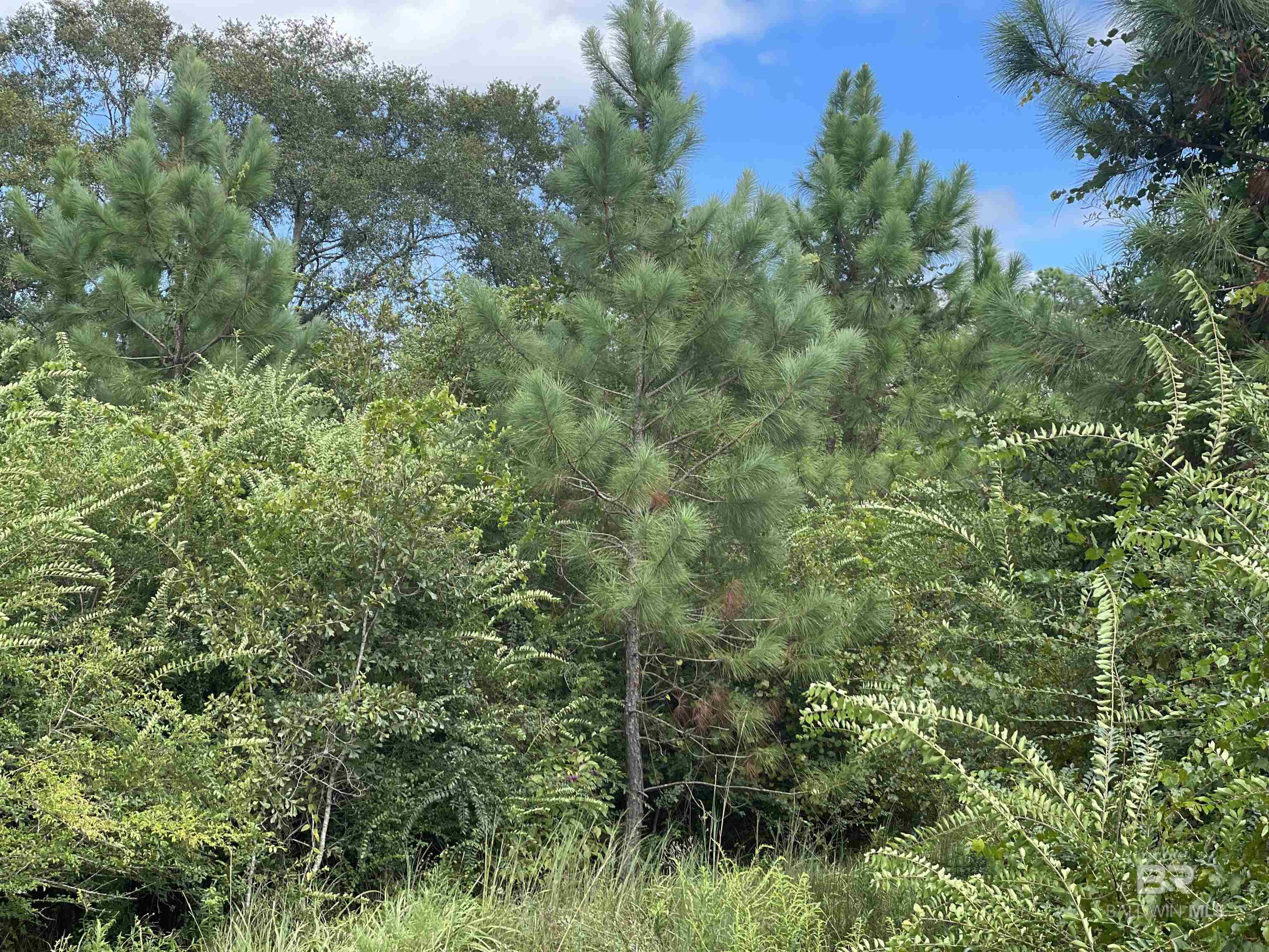 5700 Block Pine Forest Road, Walnut Hill, FL, 32568