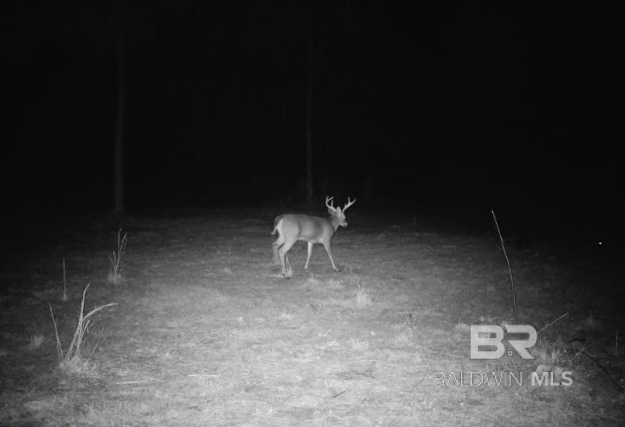 22544 Lechner Road, Robertsdale, AL, 36567