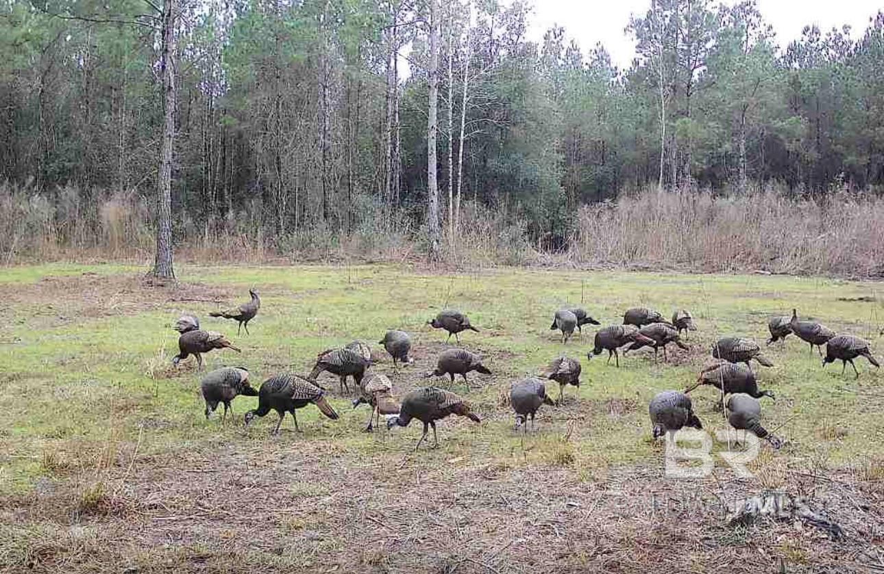 22544 Lechner Road, Robertsdale, AL, 36567