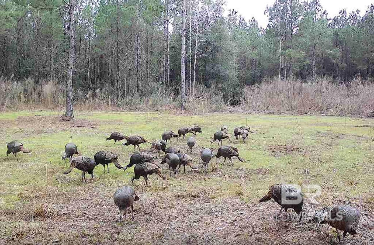 22544 Lechner Road, Robertsdale, AL, 36567