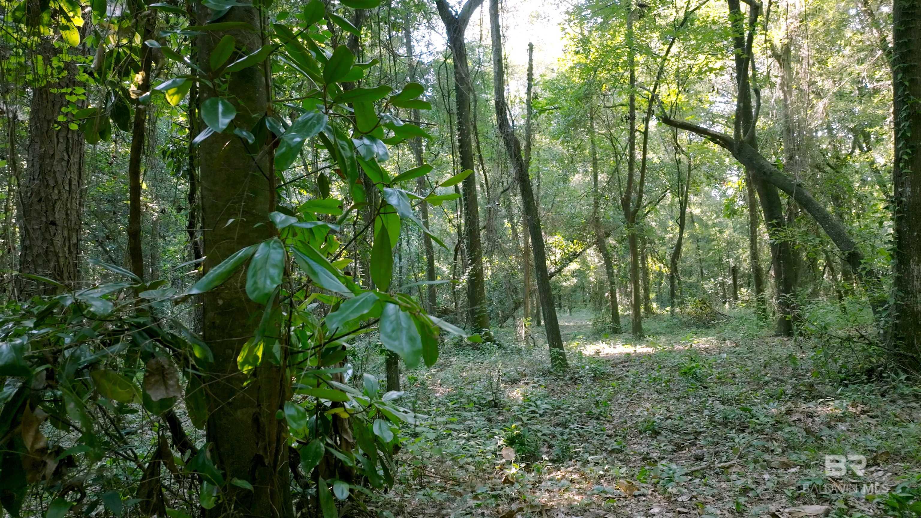 0 Old County Road, Daphne, AL, 36526-7160