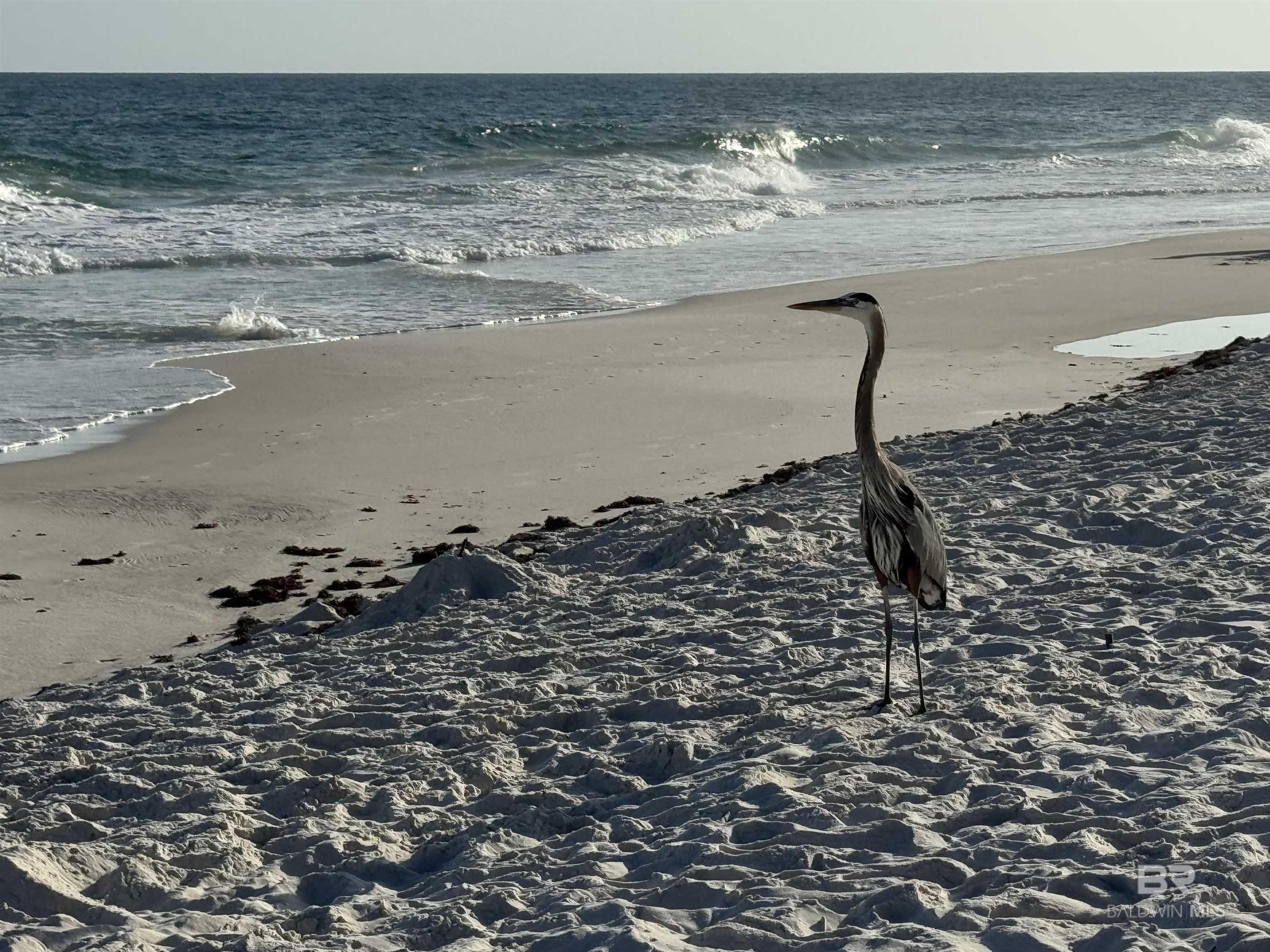 26750 Perdido Beach Boulevard UNIT 406, Orange Beach, AL, 36561