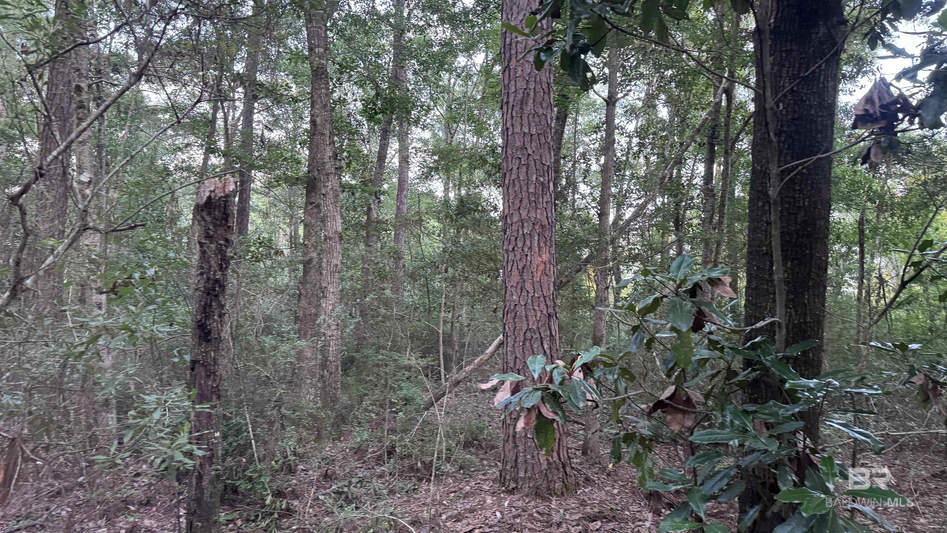 398575 | Photo 21