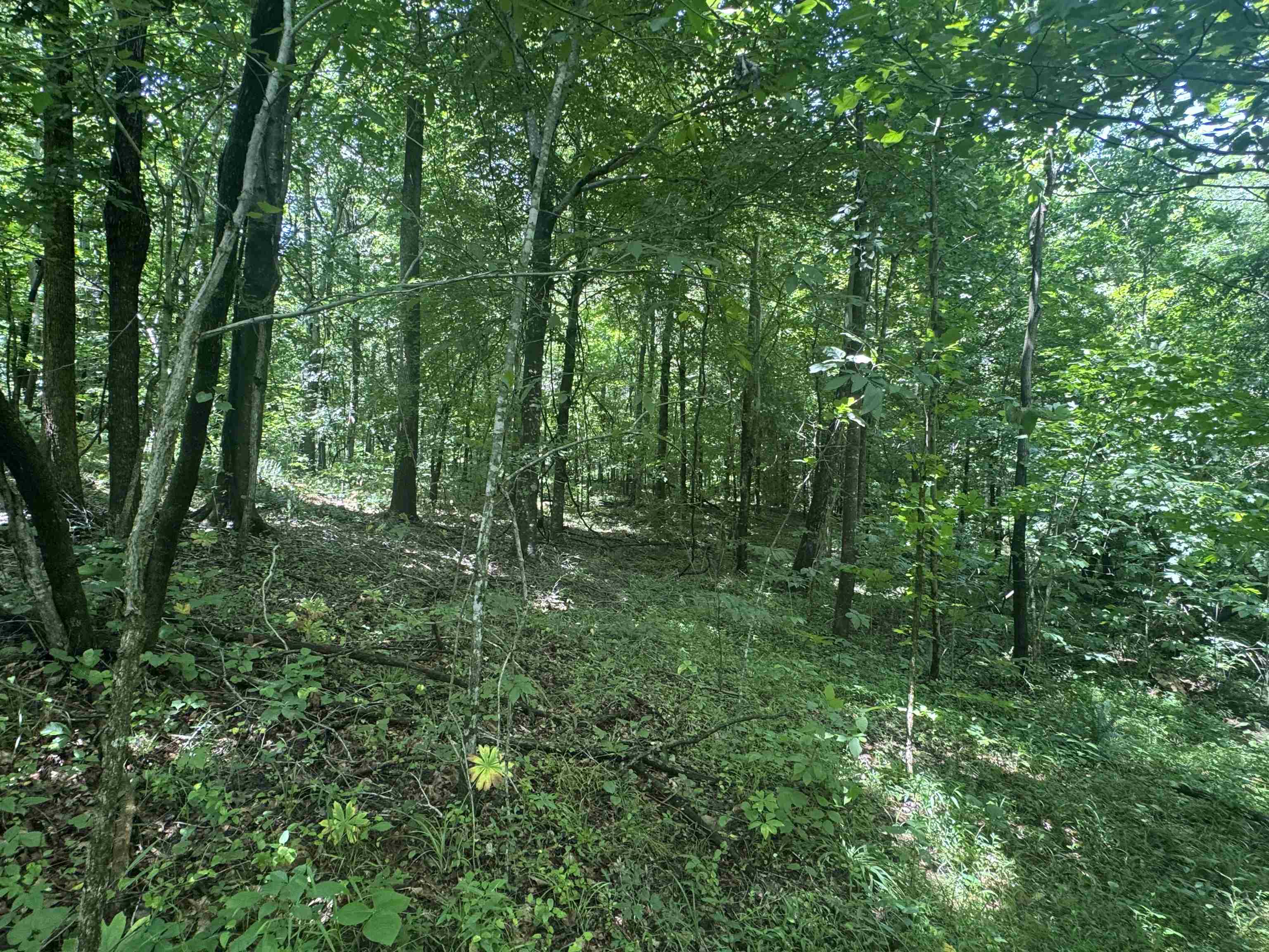 2794 St Rt 919, Fordsville, Kentucky 42343, ,Farm,For Sale,St Rt 919,91343