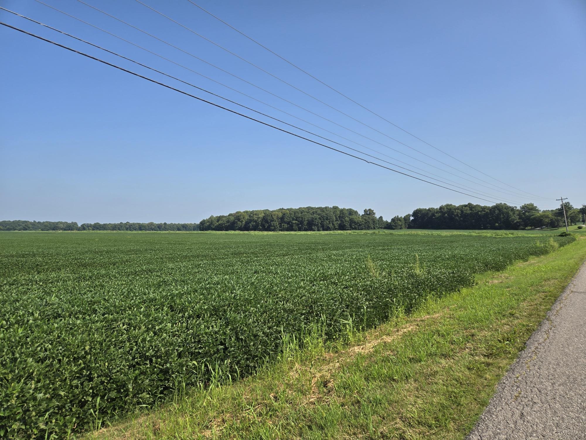 ~6600 Pruitt Agnew Road (HWY 1217), Henderson, Kentucky 42420, ,Farm,For Sale,Pruitt Agnew Road (HWY 1217),92252