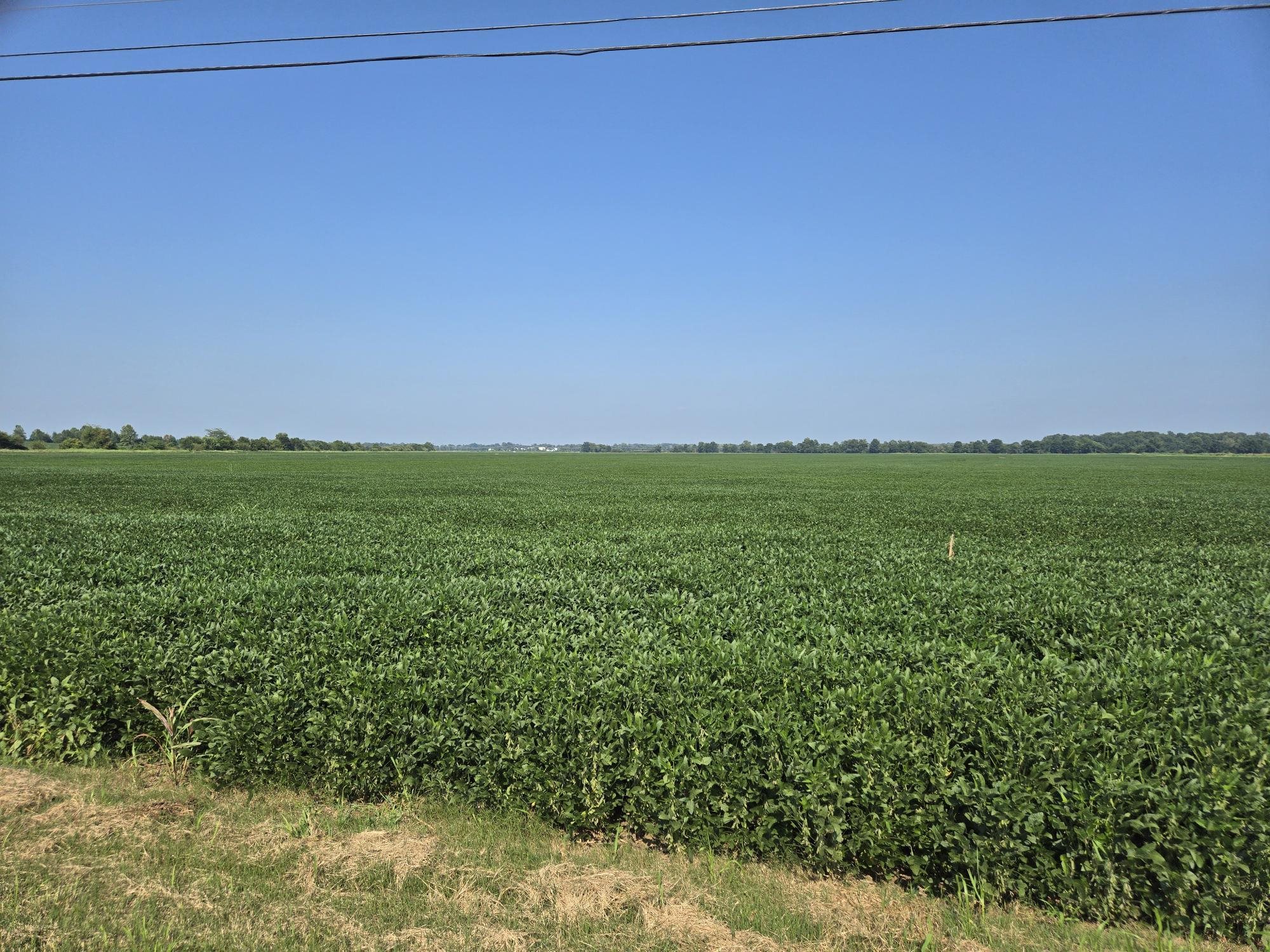 ~6600 Pruitt Agnew Road (HWY 1217), Henderson, Kentucky 42420, ,Farm,For Sale,Pruitt Agnew Road (HWY 1217),92252