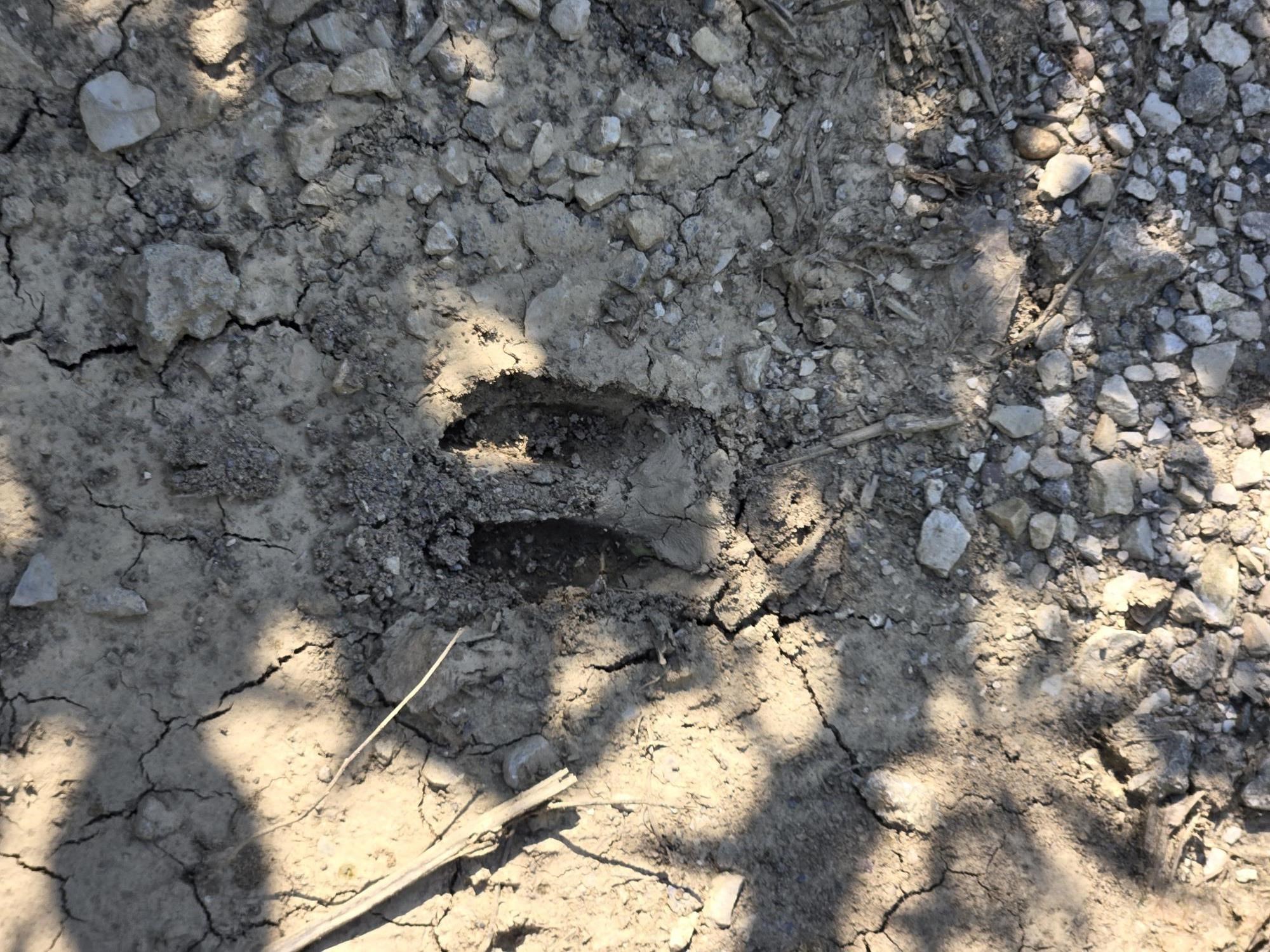 ~6600 Pruitt Agnew Road (HWY 1217), Henderson, Kentucky 42420, ,Farm,For Sale,Pruitt Agnew Road (HWY 1217),92252