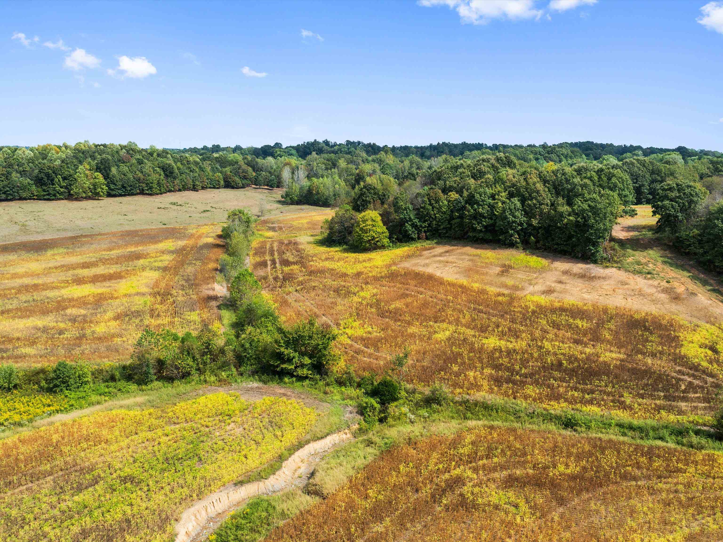 1295 Buford Road, Utica, Kentucky 42376, ,Farm,For Sale,Buford Road,93210