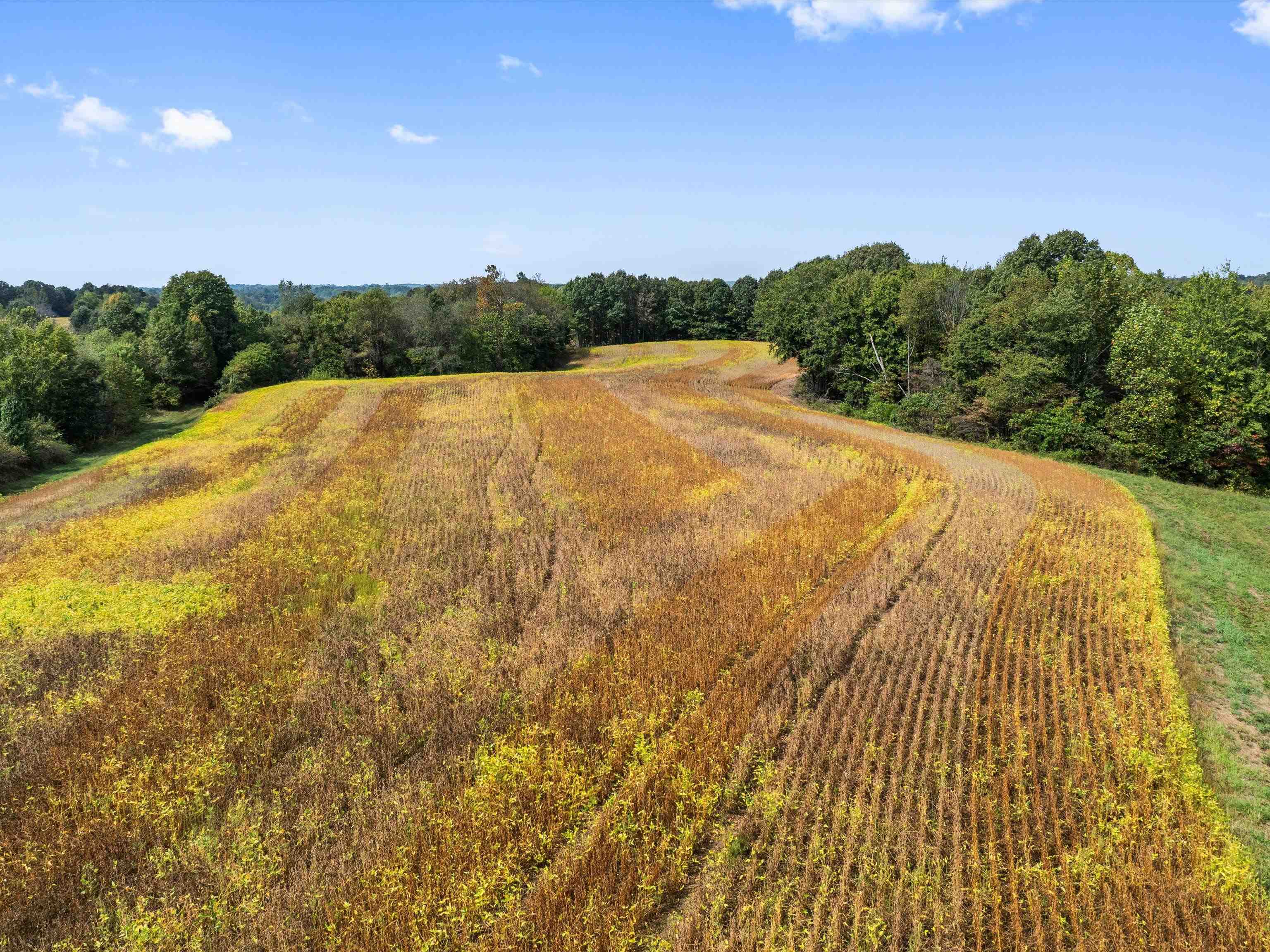 1295 Buford Road, Utica, Kentucky 42376, ,Farm,For Sale,Buford Road,93210