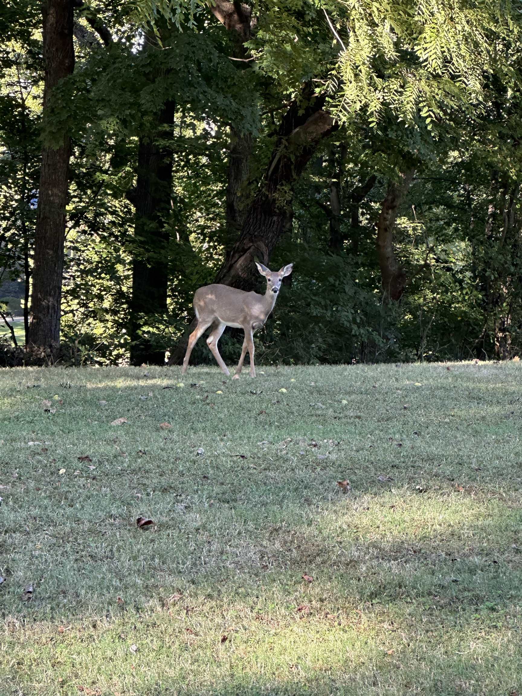 11301 Highway 231, Utica, Kentucky 42376, ,Land,For Sale,Highway 231,93310