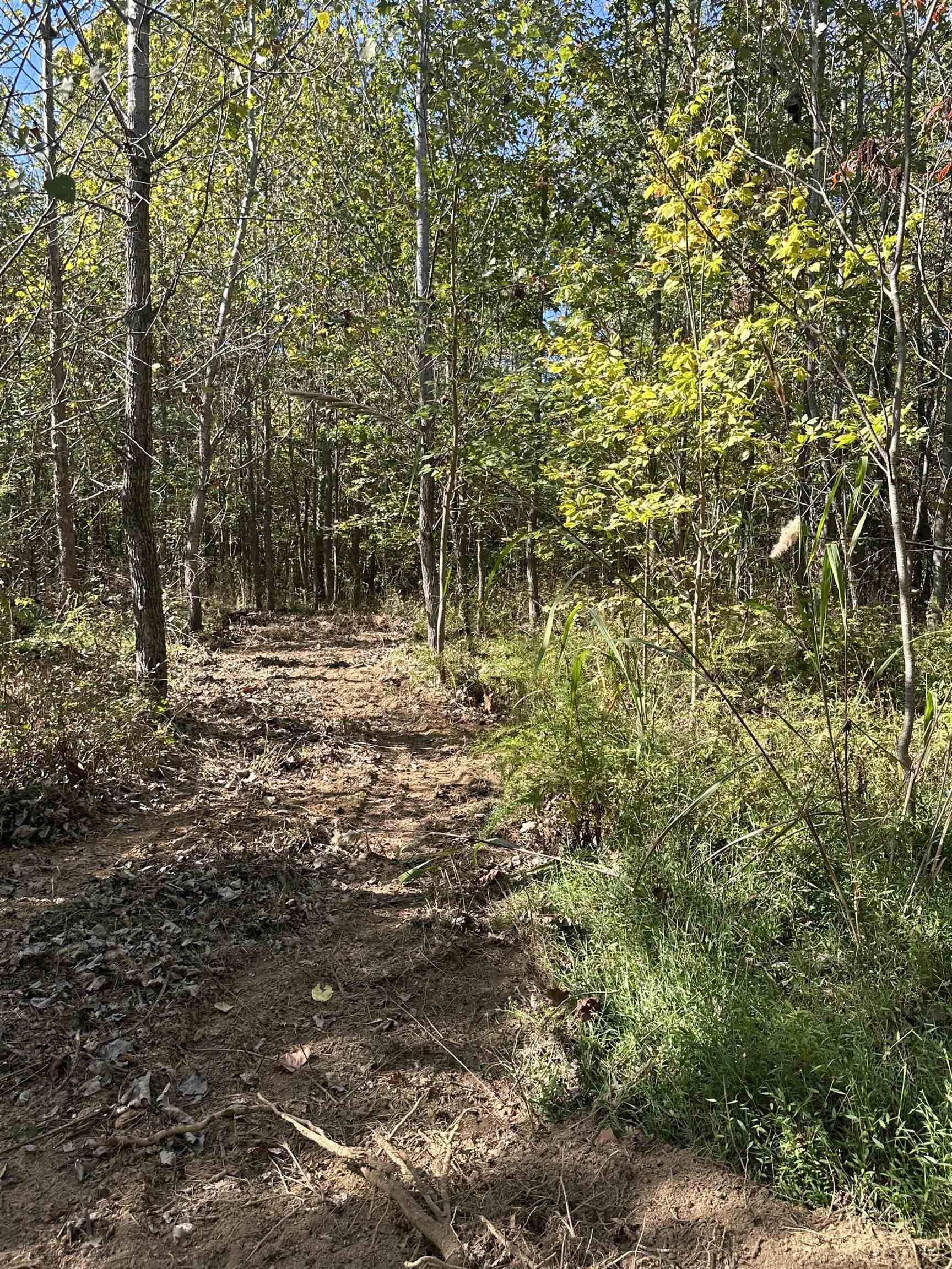 11301 Highway 231, Utica, Kentucky 42376, ,Land,For Sale,Highway 231,93310