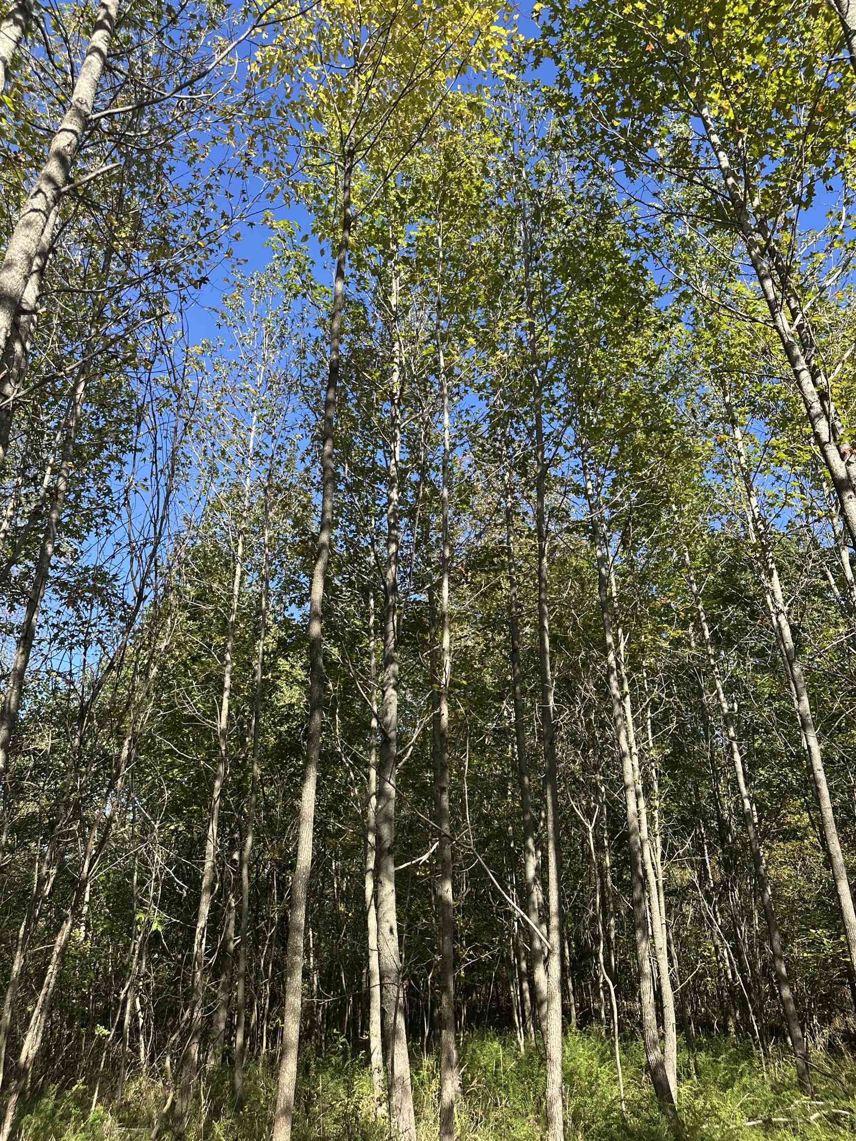 11301 Highway 231, Utica, Kentucky 42376, ,Land,For Sale,Highway 231,93310