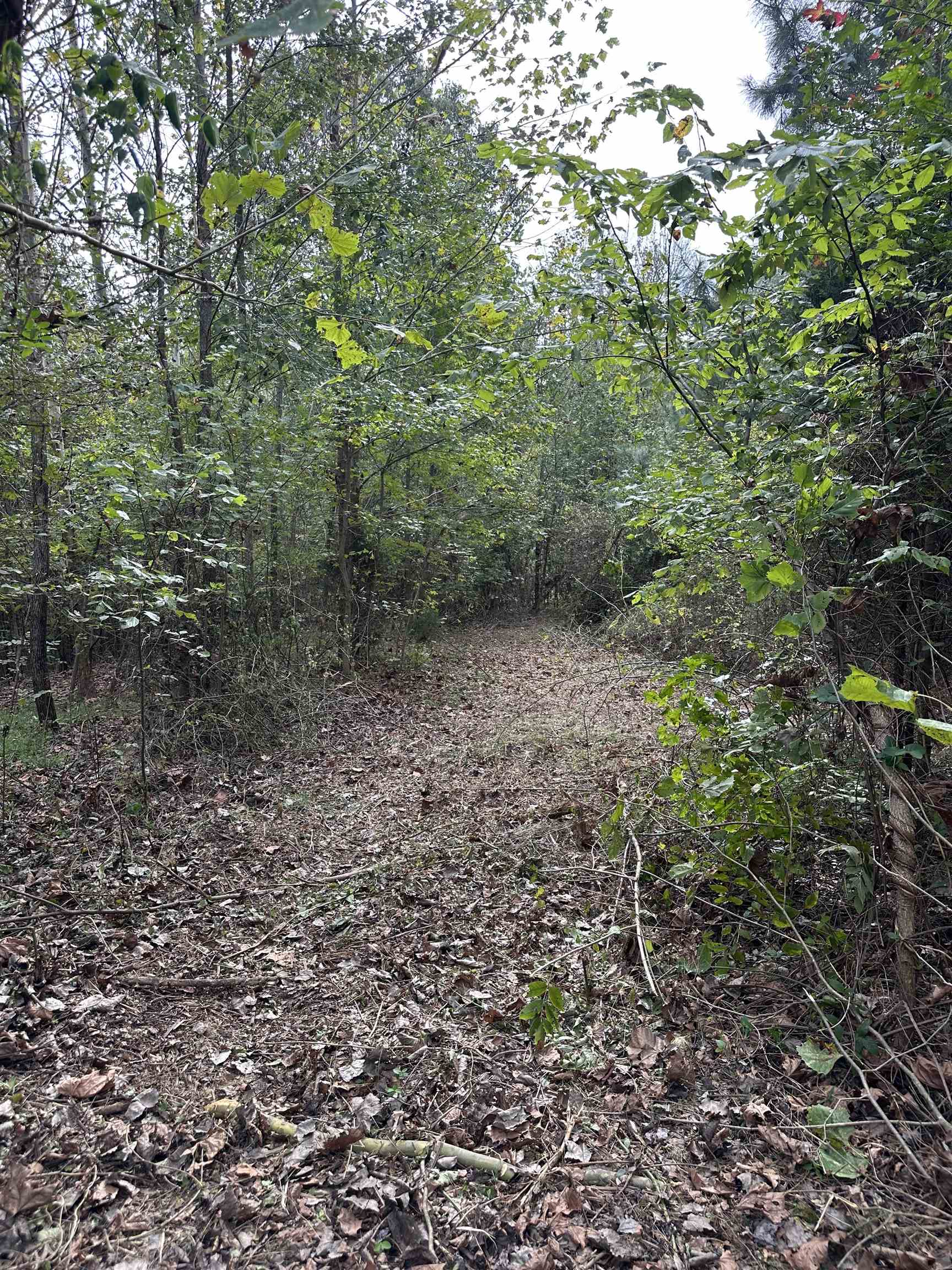 11301 Highway 231, Utica, Kentucky 42376, ,Land,For Sale,Highway 231,93310