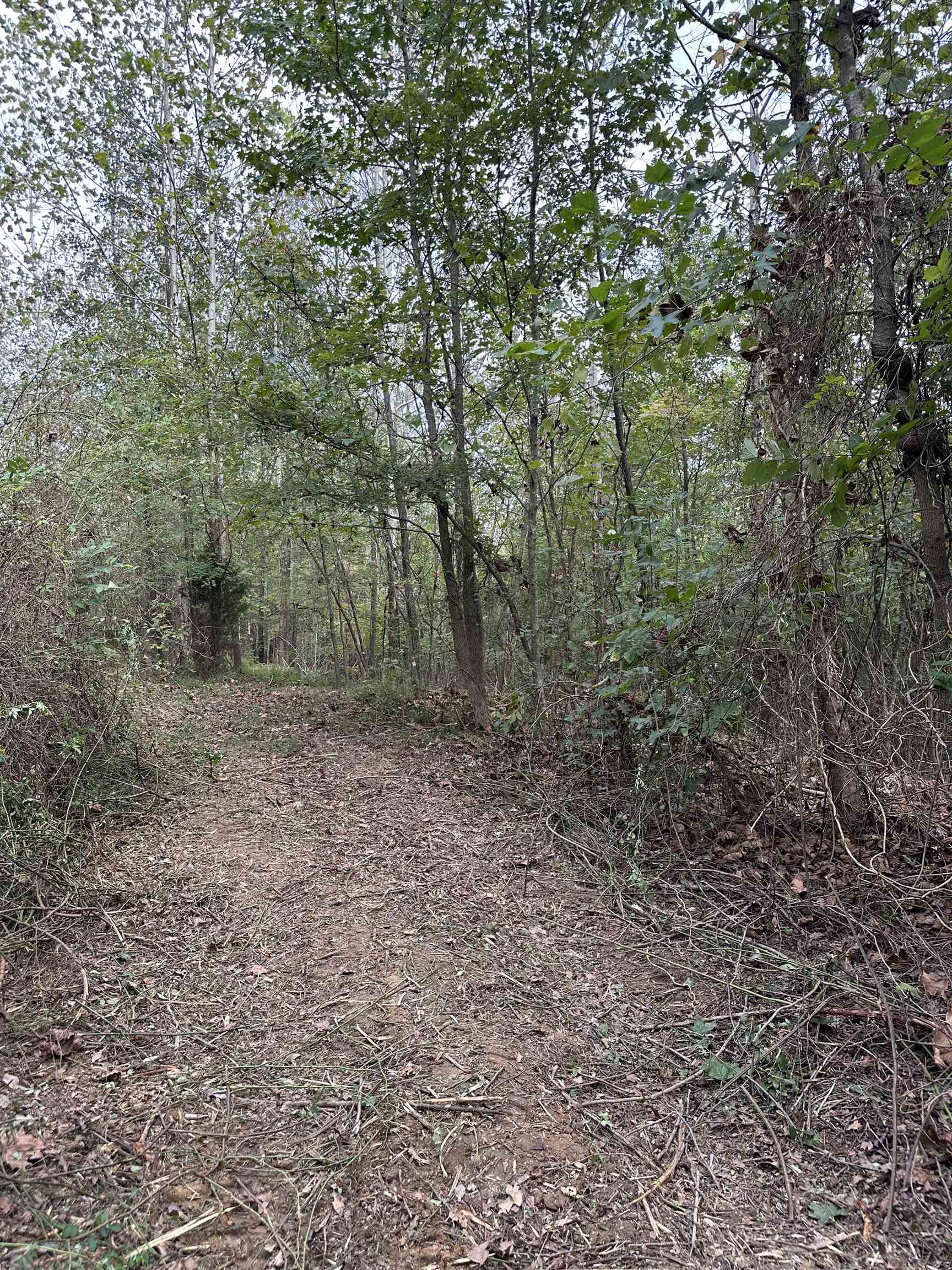 11301 Highway 231, Utica, Kentucky 42376, ,Land,For Sale,Highway 231,93310