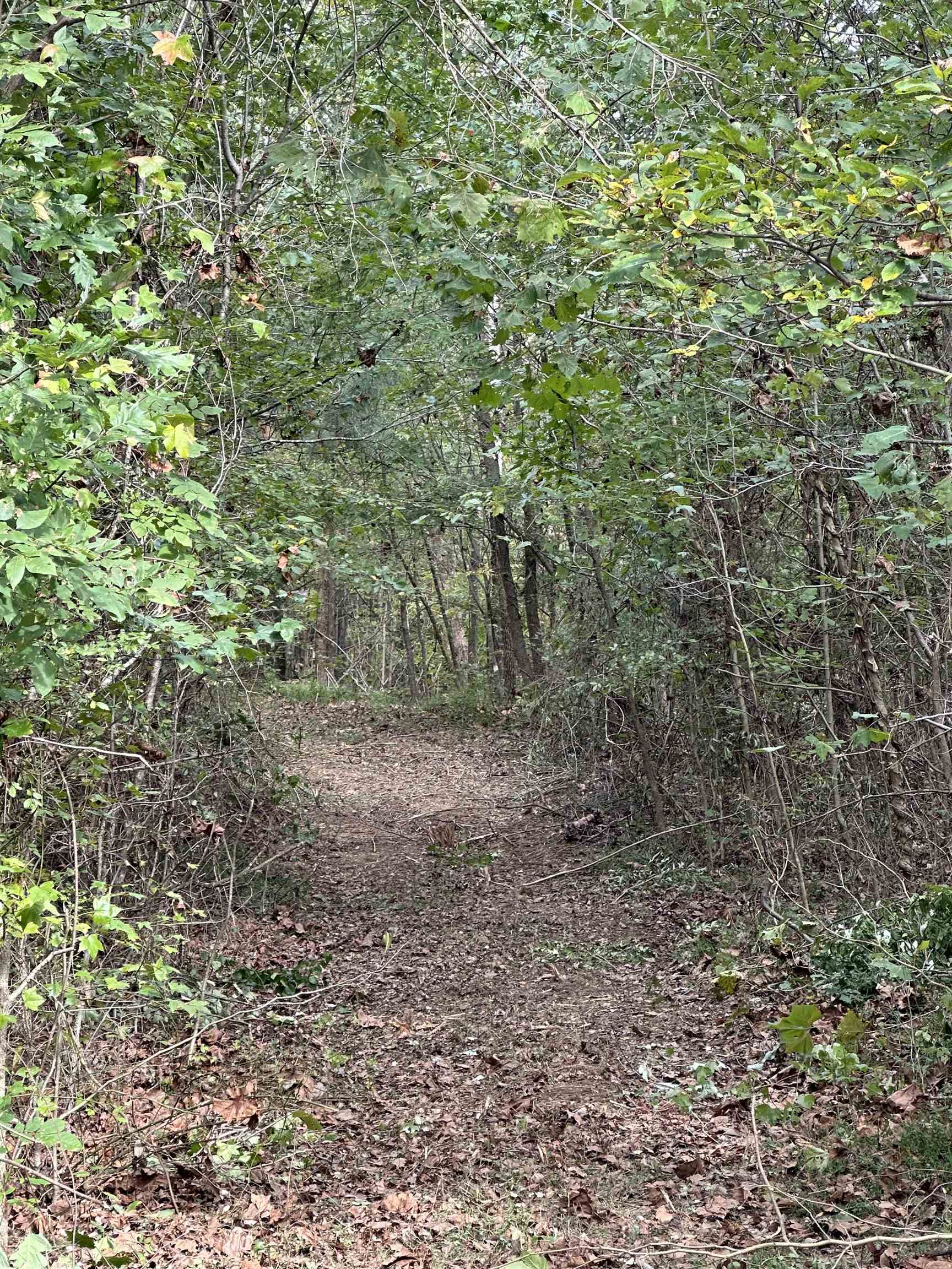 11301 Highway 231, Utica, Kentucky 42376, ,Land,For Sale,Highway 231,93310