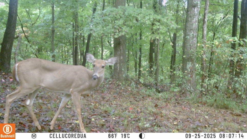 3180 Old Halls Creek Road, Beaver Dam, Kentucky 42320, 2 Bedrooms Bedrooms, ,1 BathroomBathrooms,Single Family Residence,For Sale,Old Halls Creek Road,93475