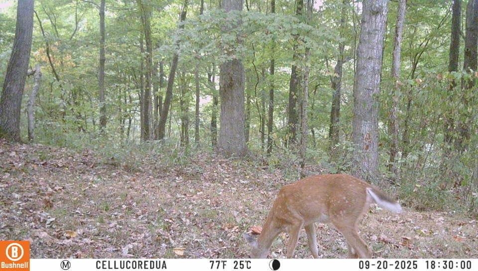 3180 Old Halls Creek Road, Beaver Dam, Kentucky 42320, 2 Bedrooms Bedrooms, ,1 BathroomBathrooms,Single Family Residence,For Sale,Old Halls Creek Road,93475