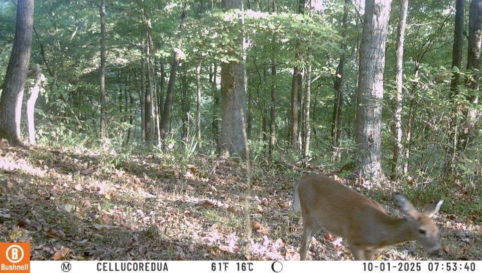 3180 Old Halls Creek Road, Beaver Dam, Kentucky 42320, 2 Bedrooms Bedrooms, ,1 BathroomBathrooms,Single Family Residence,For Sale,Old Halls Creek Road,93475