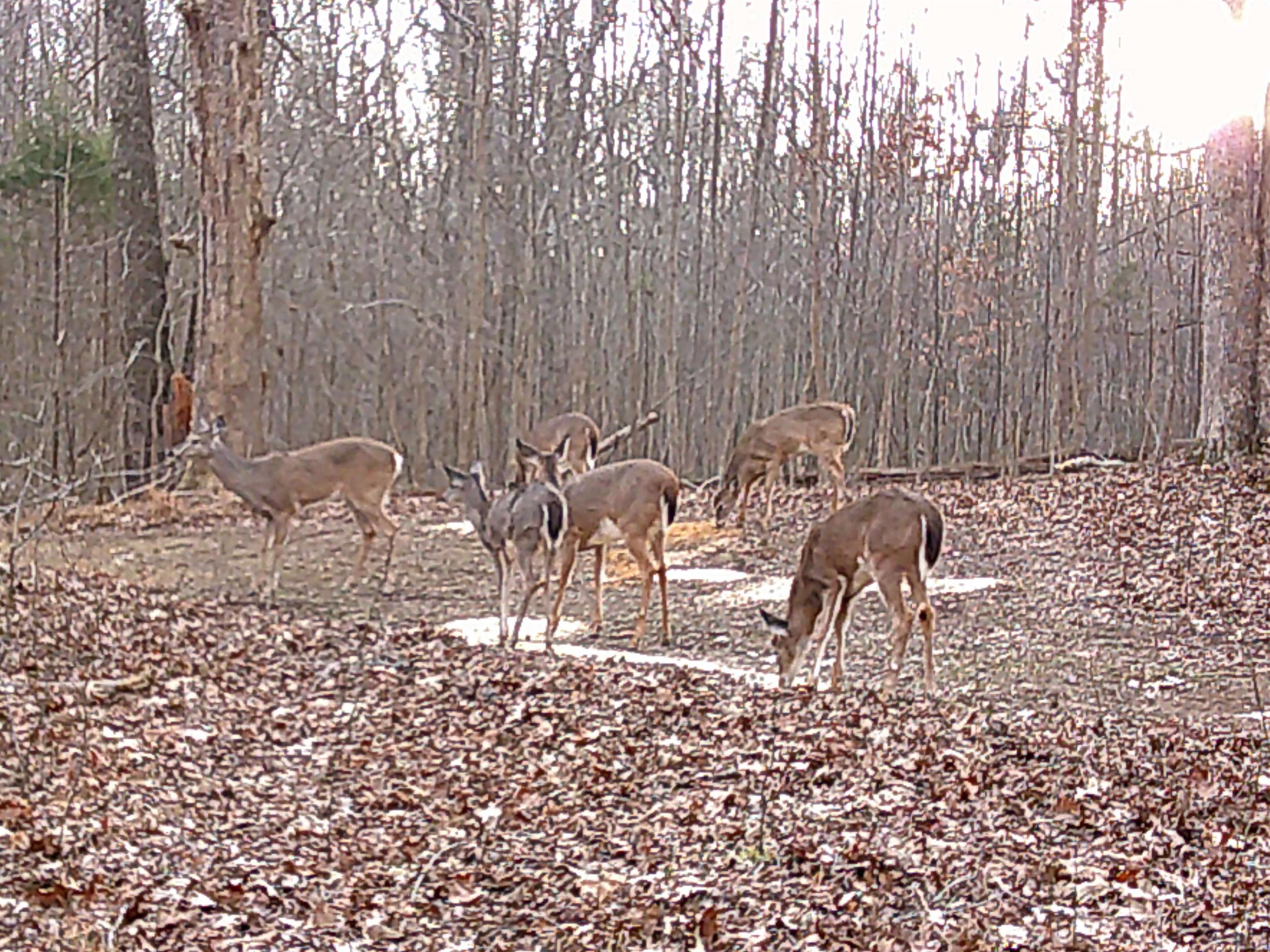 756 Johnson Lane, Livermore, Kentucky 42352, 3 Bedrooms Bedrooms, ,2 BathroomsBathrooms,Single Family Residence,For Sale,Johnson Lane,94109