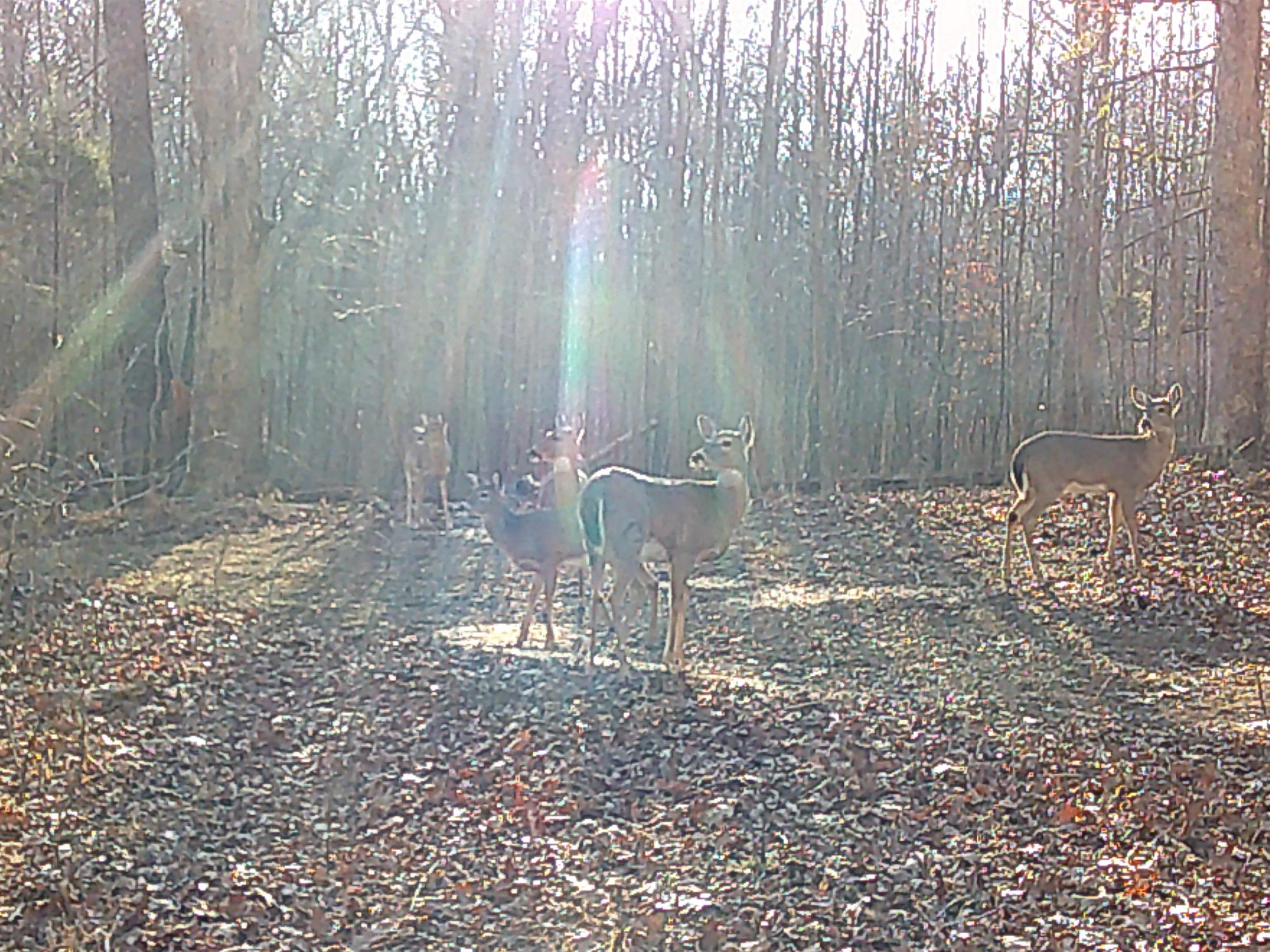 756 Johnson Lane, Livermore, Kentucky 42352, 3 Bedrooms Bedrooms, ,2 BathroomsBathrooms,Single Family Residence,For Sale,Johnson Lane,94109