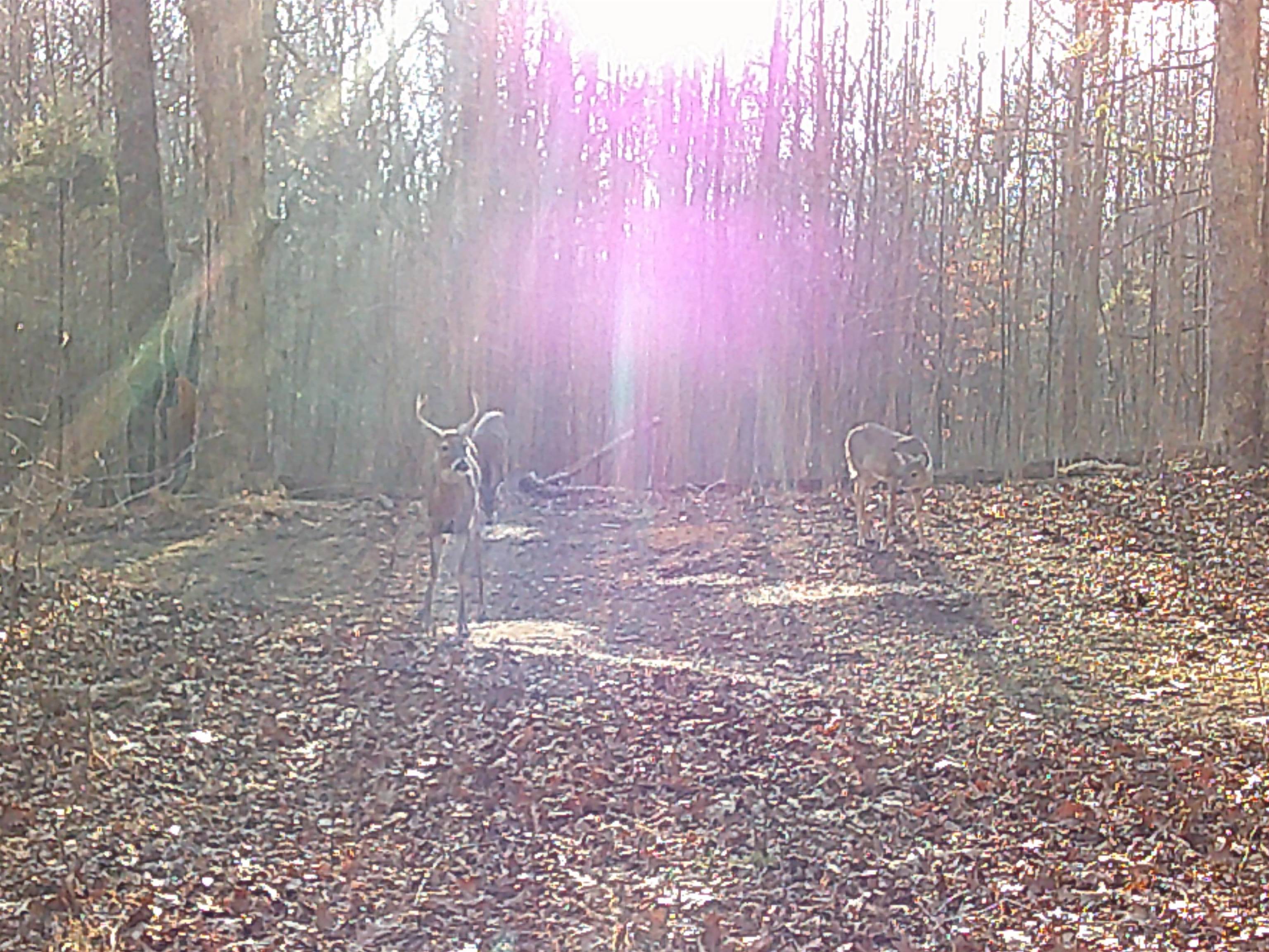 756 Johnson Lane, Livermore, Kentucky 42352, 3 Bedrooms Bedrooms, ,2 BathroomsBathrooms,Single Family Residence,For Sale,Johnson Lane,94109