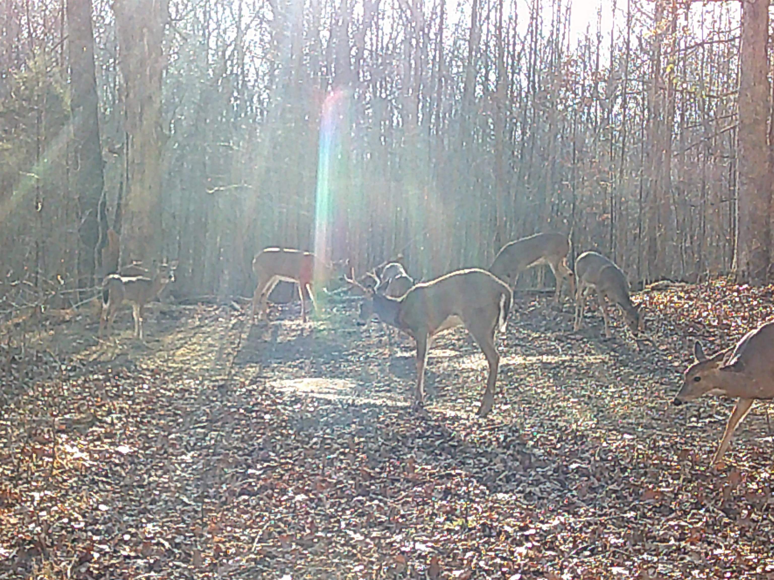 756 Johnson Lane, Livermore, Kentucky 42352, ,Land,For Sale,Johnson Lane,94179