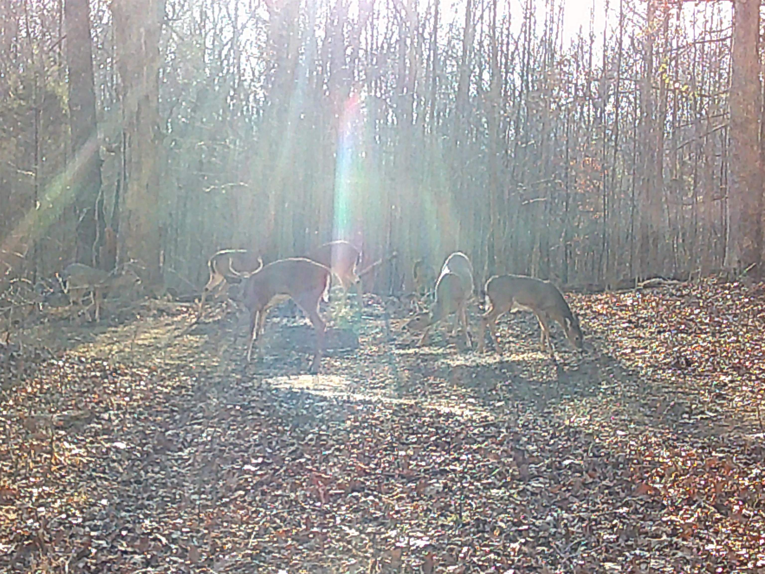 756 Johnson Lane, Livermore, Kentucky 42352, ,Land,For Sale,Johnson Lane,94179