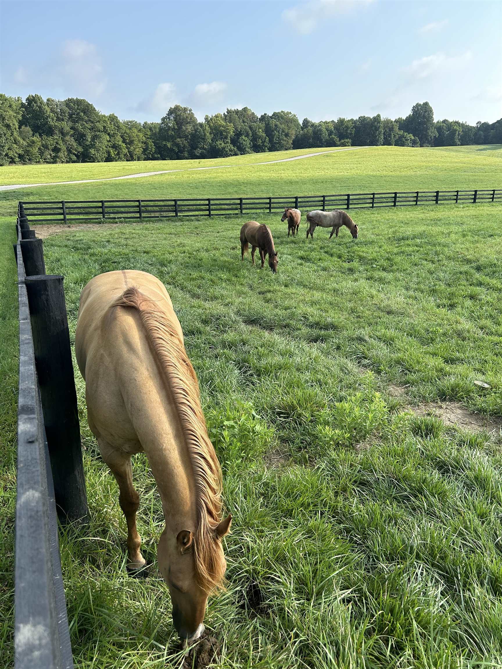 1360 Yelvington Knottsville Road, Yelvington, Kentucky 42355, ,Ranch,For Sale,Yelvington Knottsville Road,94449