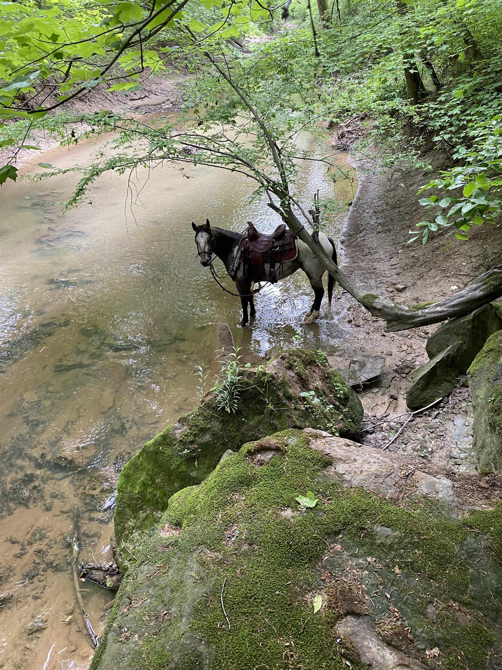 1360 Yelvington Knottsville Road, Yelvington, Kentucky 42355, ,Ranch,For Sale,Yelvington Knottsville Road,94449