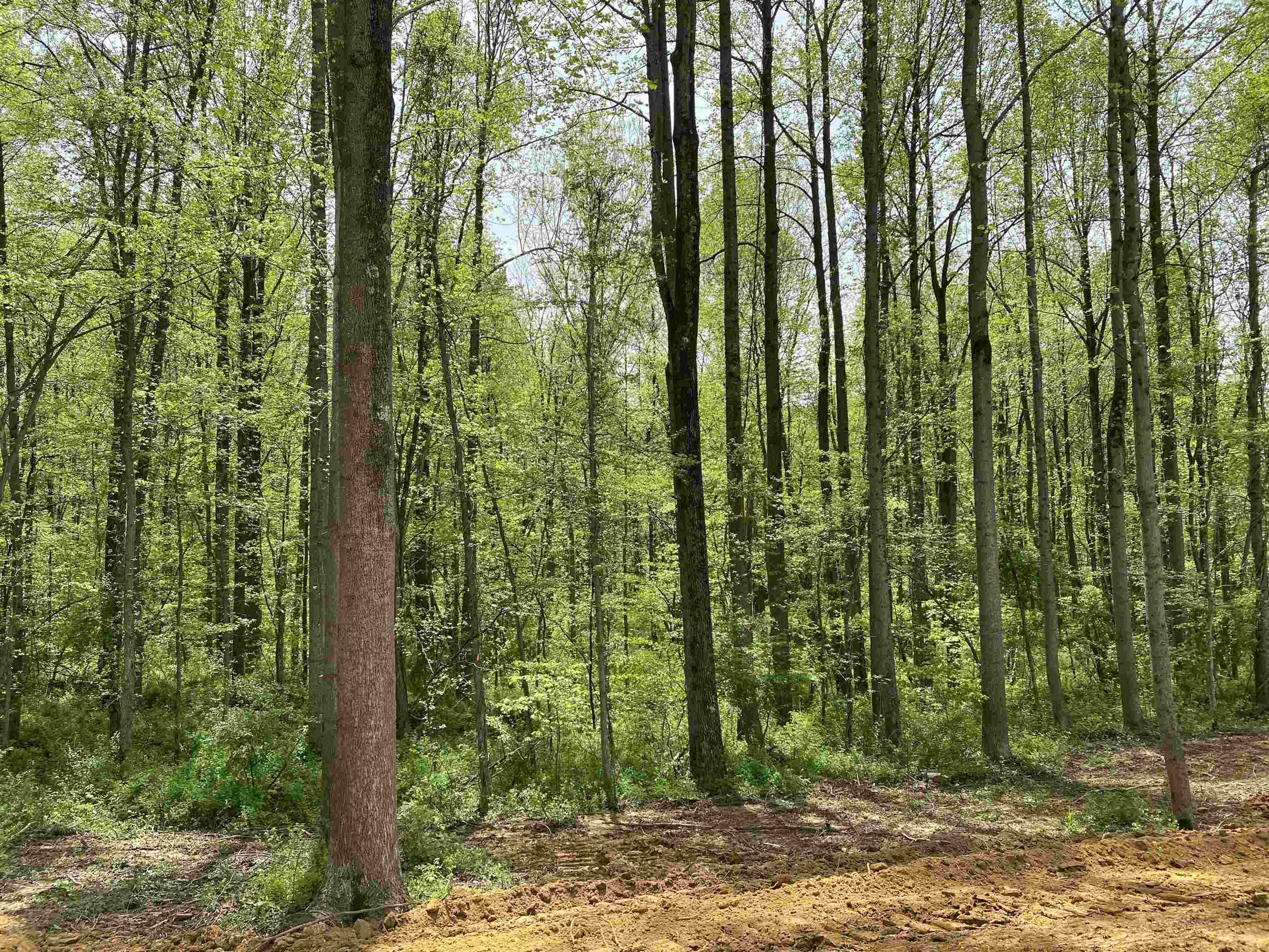 1360 Yelvington Knottsville Road, Yelvington, Kentucky 42355, ,Ranch,For Sale,Yelvington Knottsville Road,94449