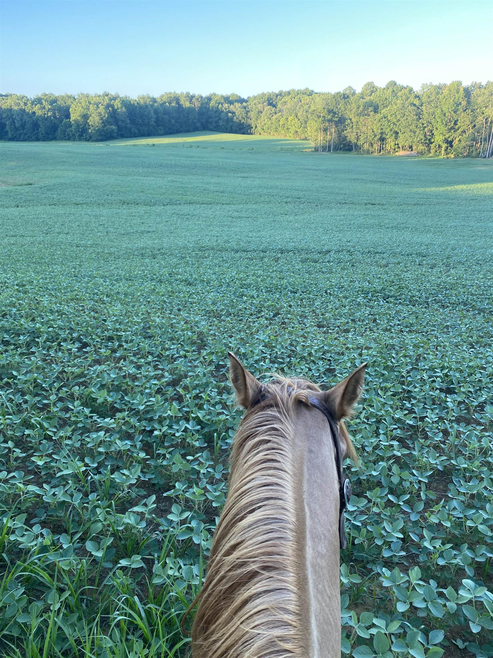 1360 Yelvington Knottsville Road, Yelvington, Kentucky 42355, ,Ranch,For Sale,Yelvington Knottsville Road,94449