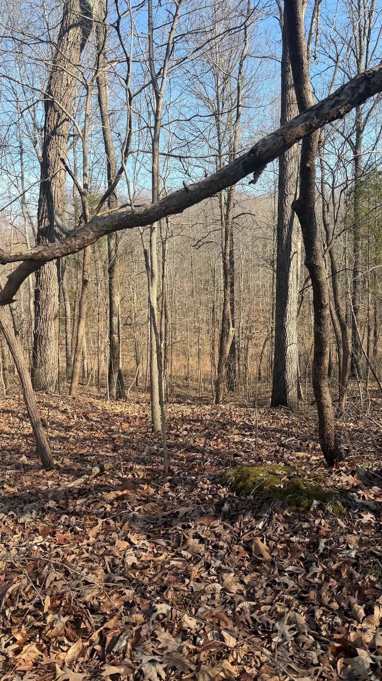 0 Girl Scout Road, Owensboro, Kentucky 42301, ,Land,For Sale,Girl Scout Road,94483