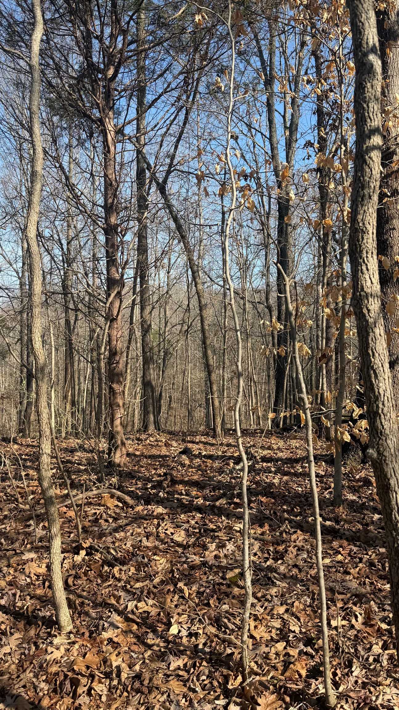 0 Girl Scout Road, Owensboro, Kentucky 42301, ,Land,For Sale,Girl Scout Road,94483