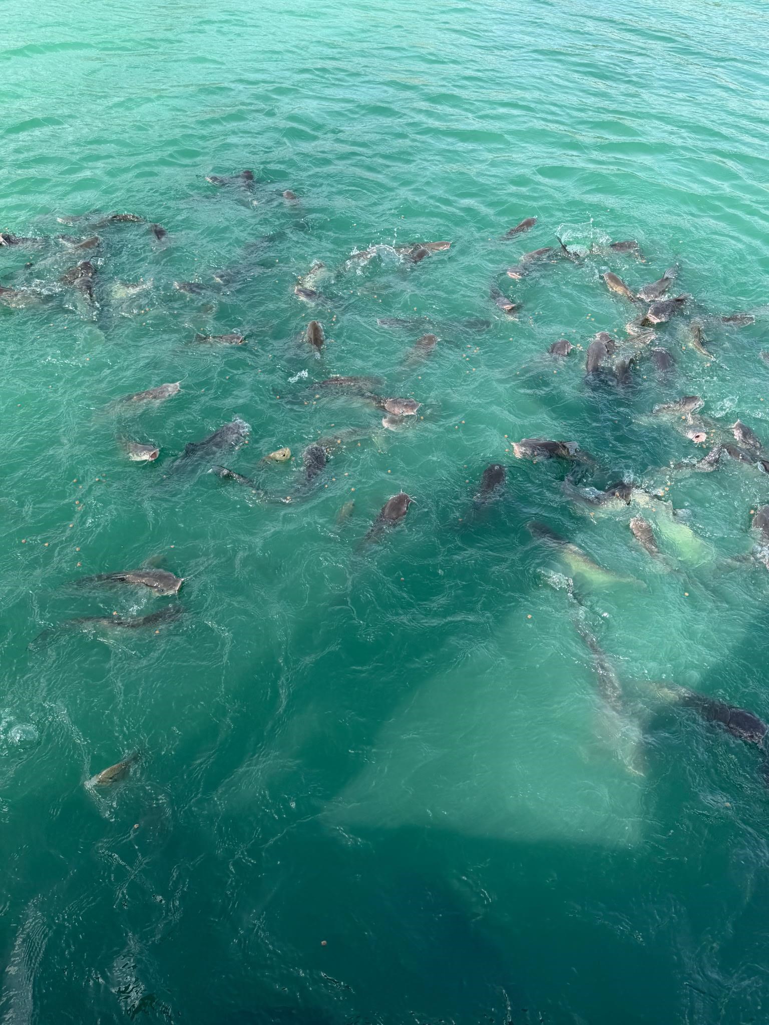 50 Jackson Lane, Beaver Dam, Kentucky 42320, 3 Bedrooms Bedrooms, ,2 BathroomsBathrooms,Farm,For Sale,Jackson Lane,94494