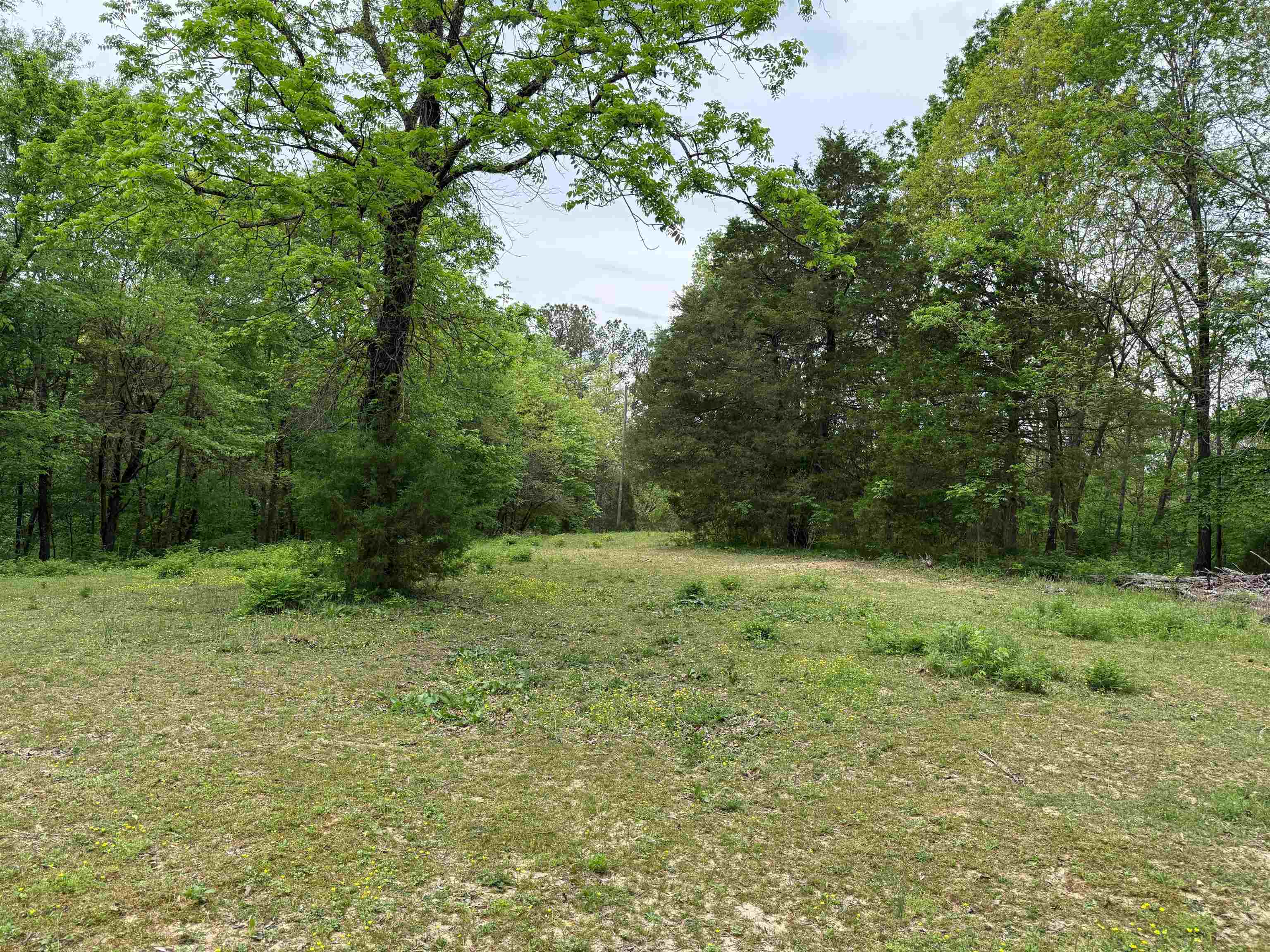 1146 Neafus Rd, Horse Branch, Kentucky 42349, ,Land,For Sale,Neafus Rd,94782