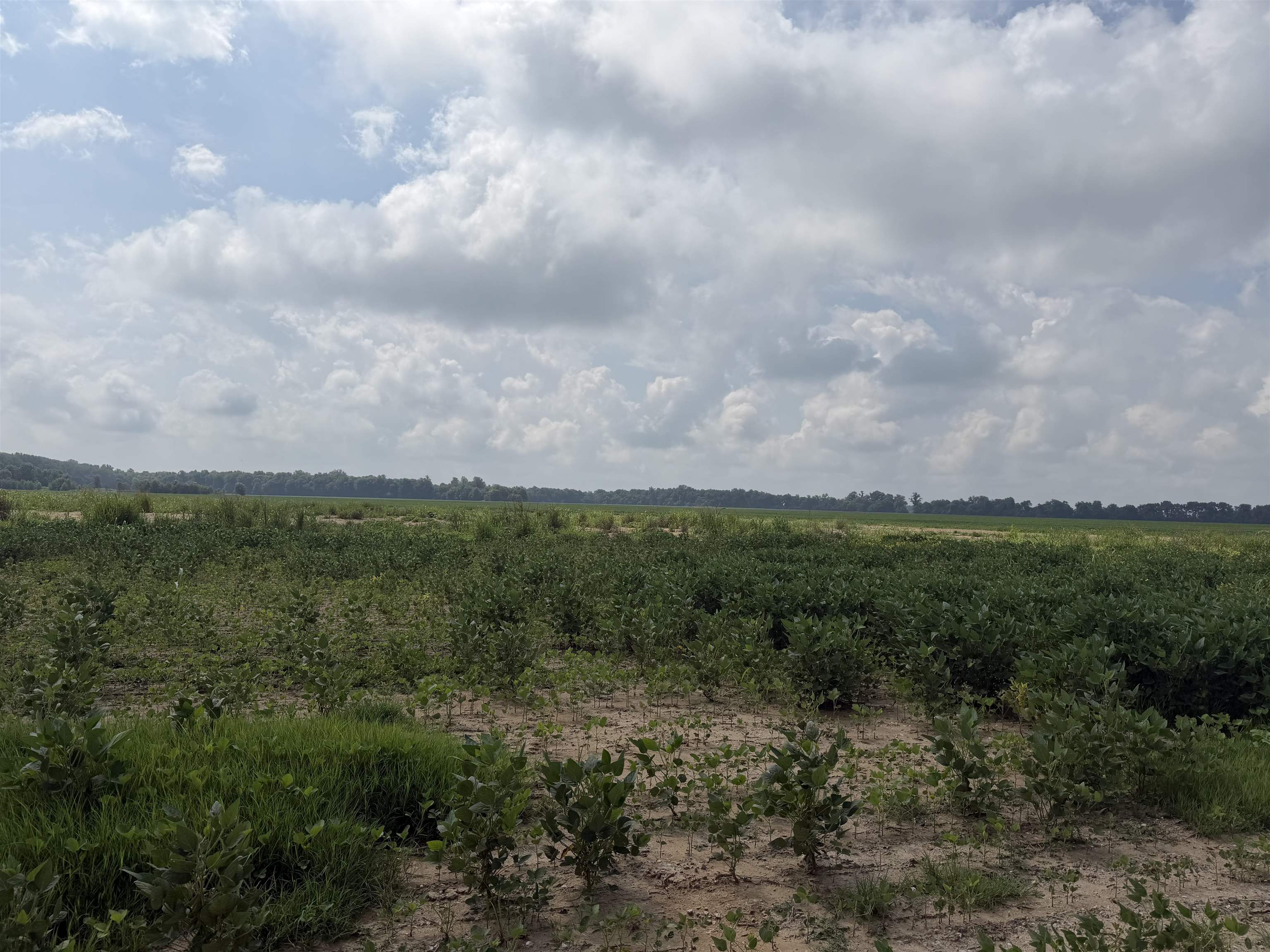 0 Diamond Island Bend, Corydon, Kentucky 42420, ,Land,For Sale,Diamond Island Bend,95326