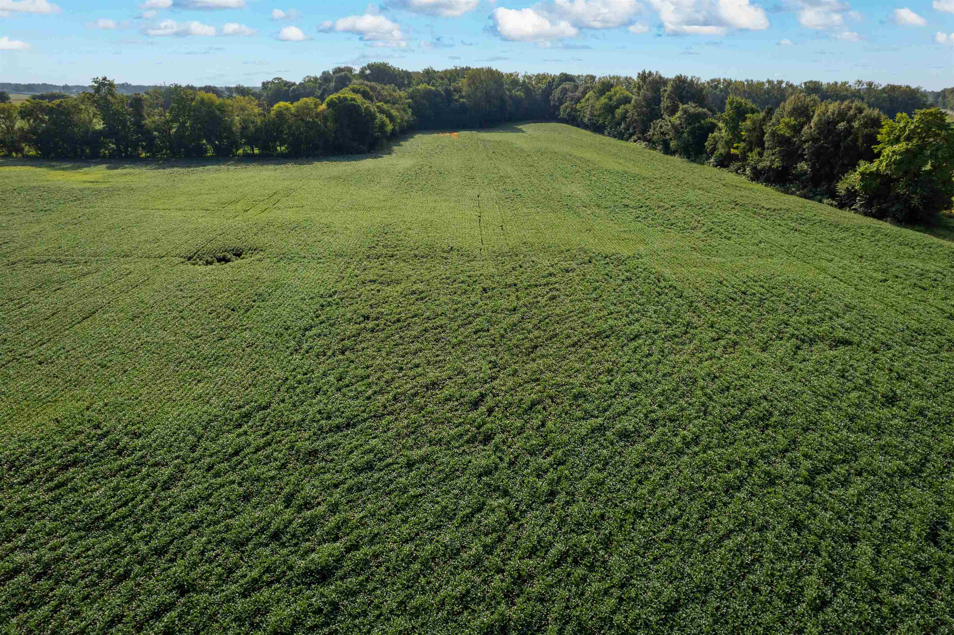 0000 Highway 231, Owensboro, Kentucky 42303, ,Farm,For Sale,Highway 231,95585