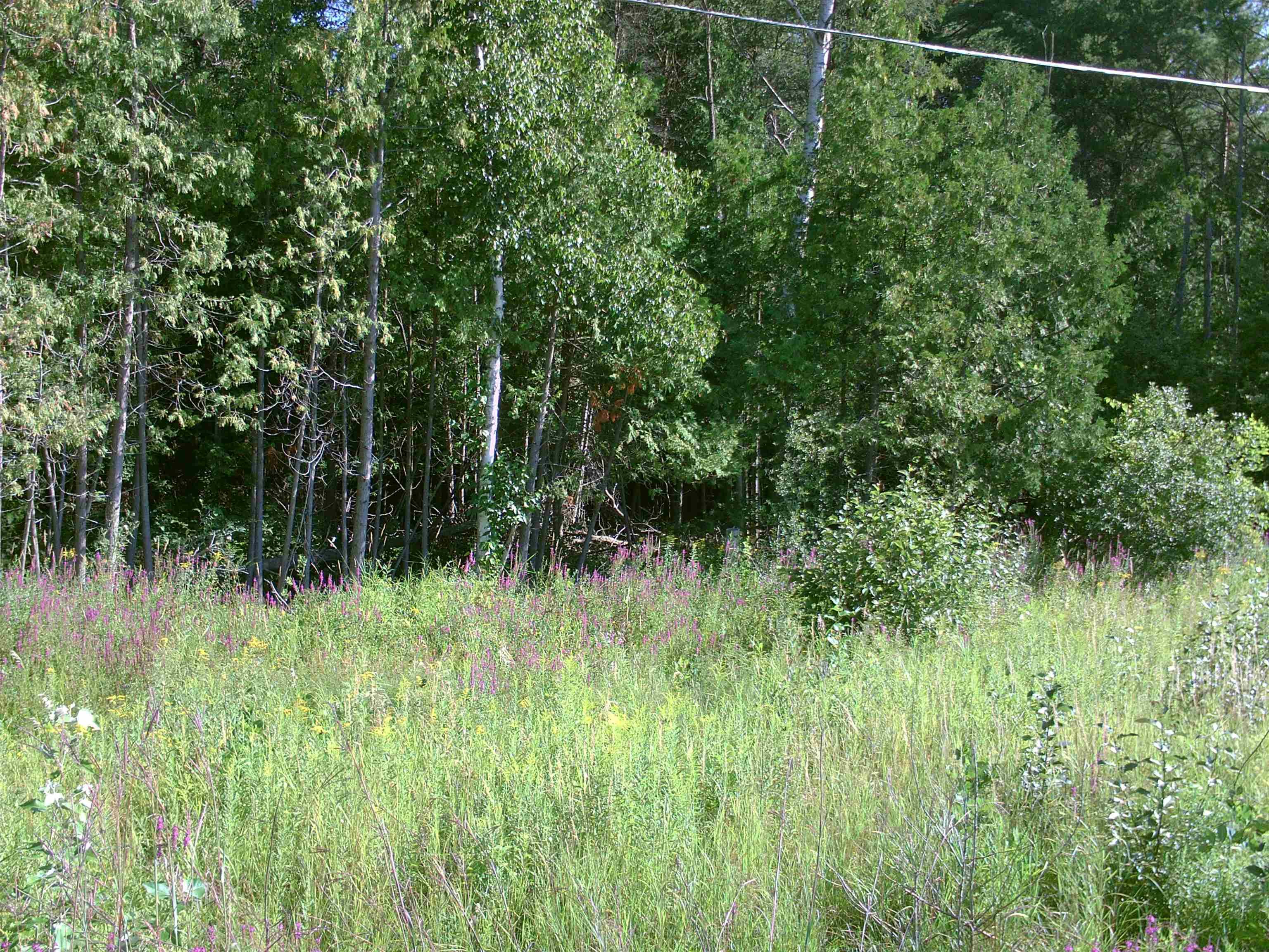 Photo 1 of Sale Pending at 0 M 55, Hale, MI 48739 | MLS# 77001334620 | Listing updated on 2026-10-01