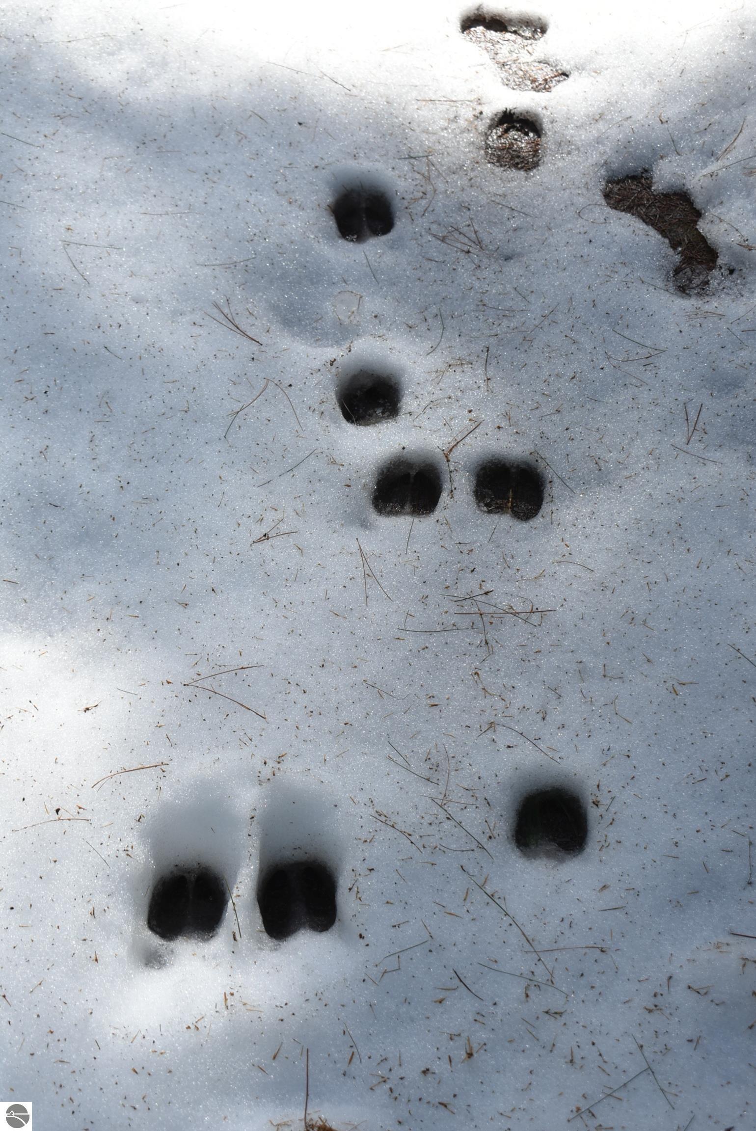 Image 52