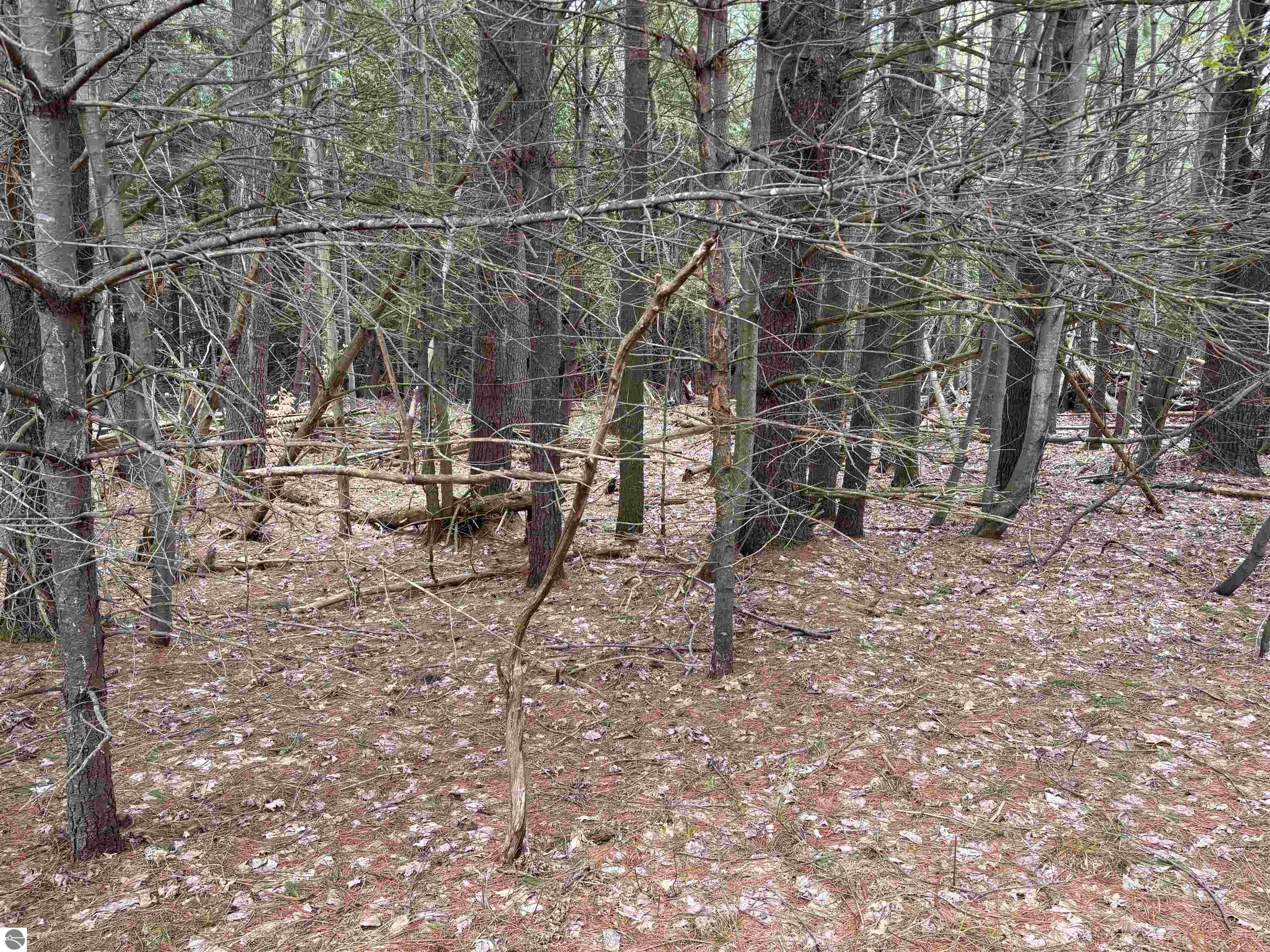 Image 15