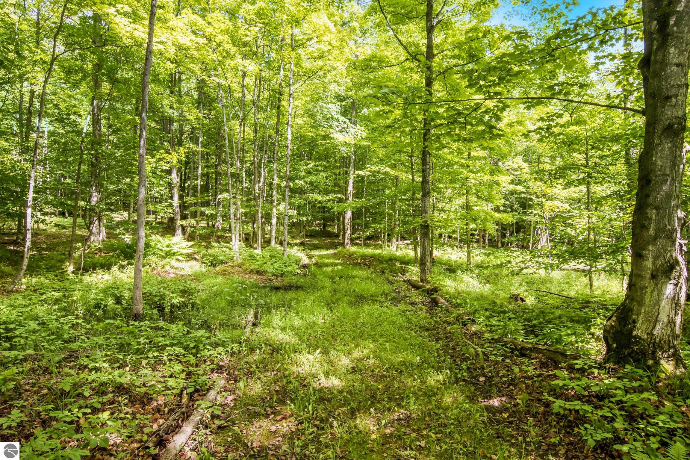 337 S East Torch Lake Drive, Bellaire, MI 49615 — Photo 56