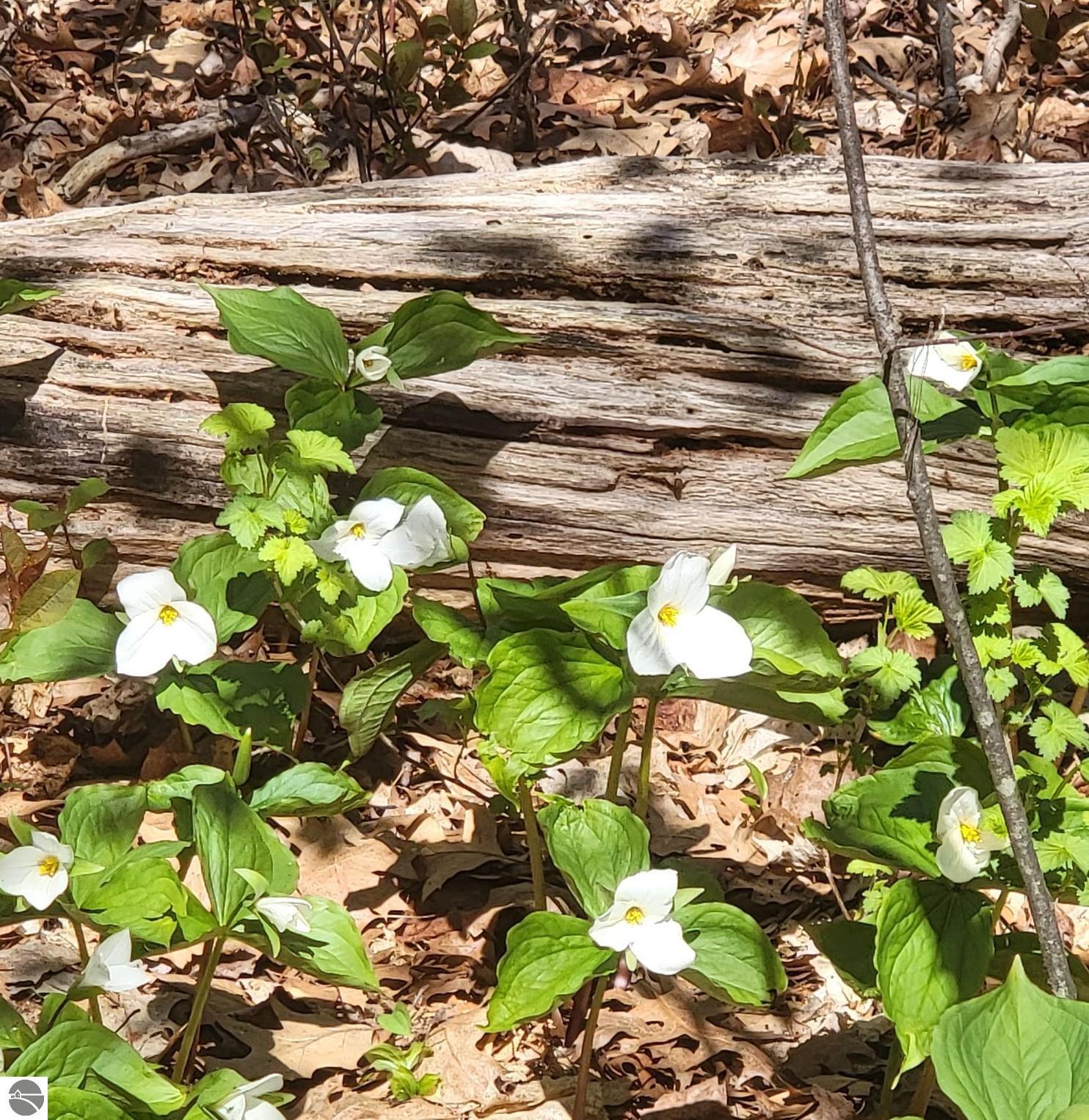 Lot 6 Charity Island, Au Gres, MI 48703 — Photo 17