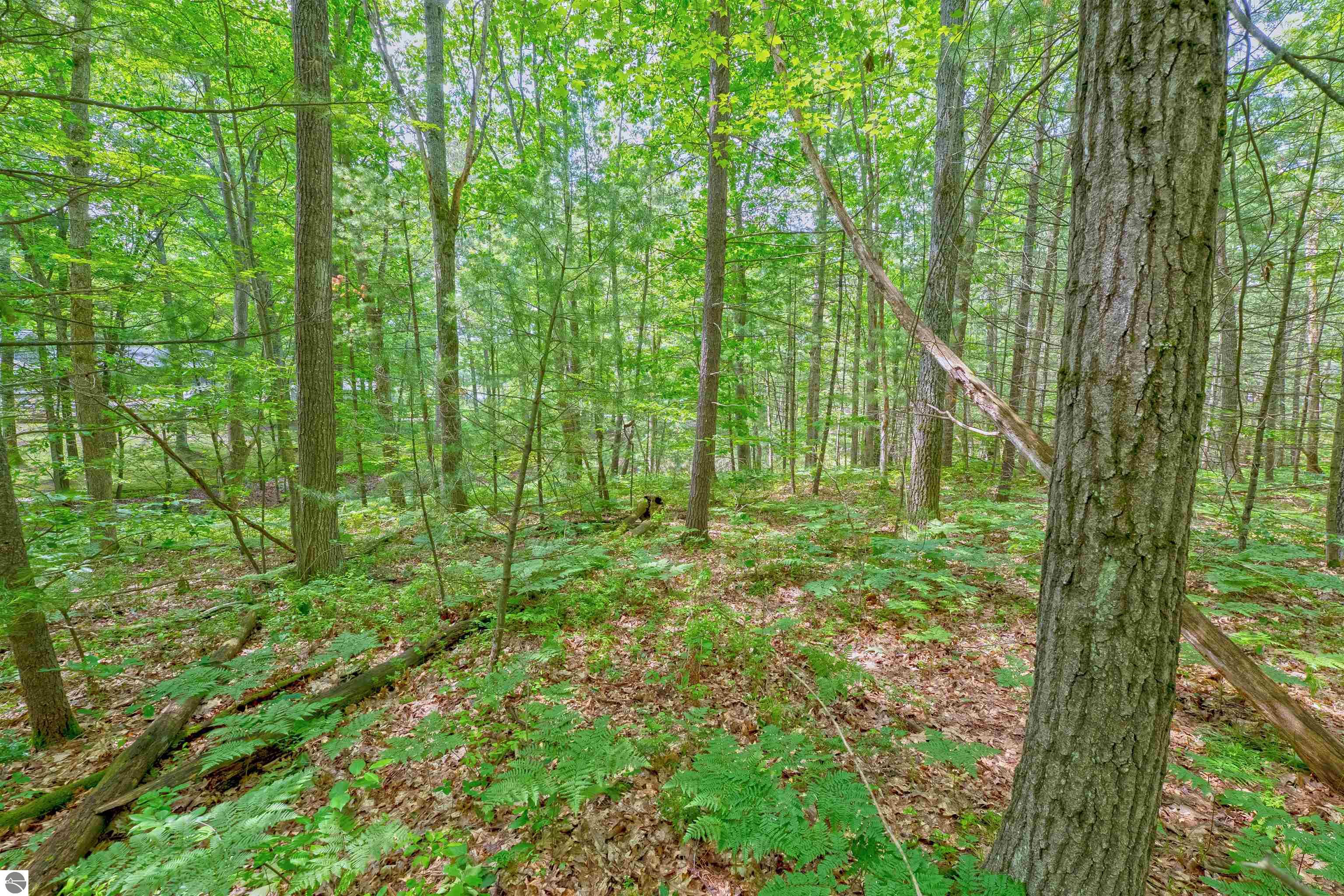 VL Shelby Street, Fife Lake, MI 49633 — Photo 11