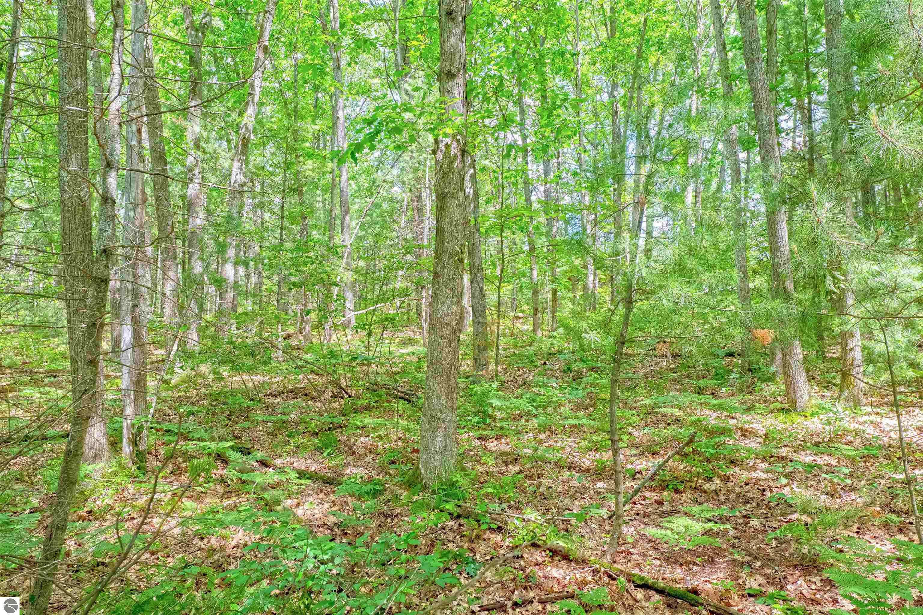 VL Shelby Street, Fife Lake, MI 49633 — Photo 12