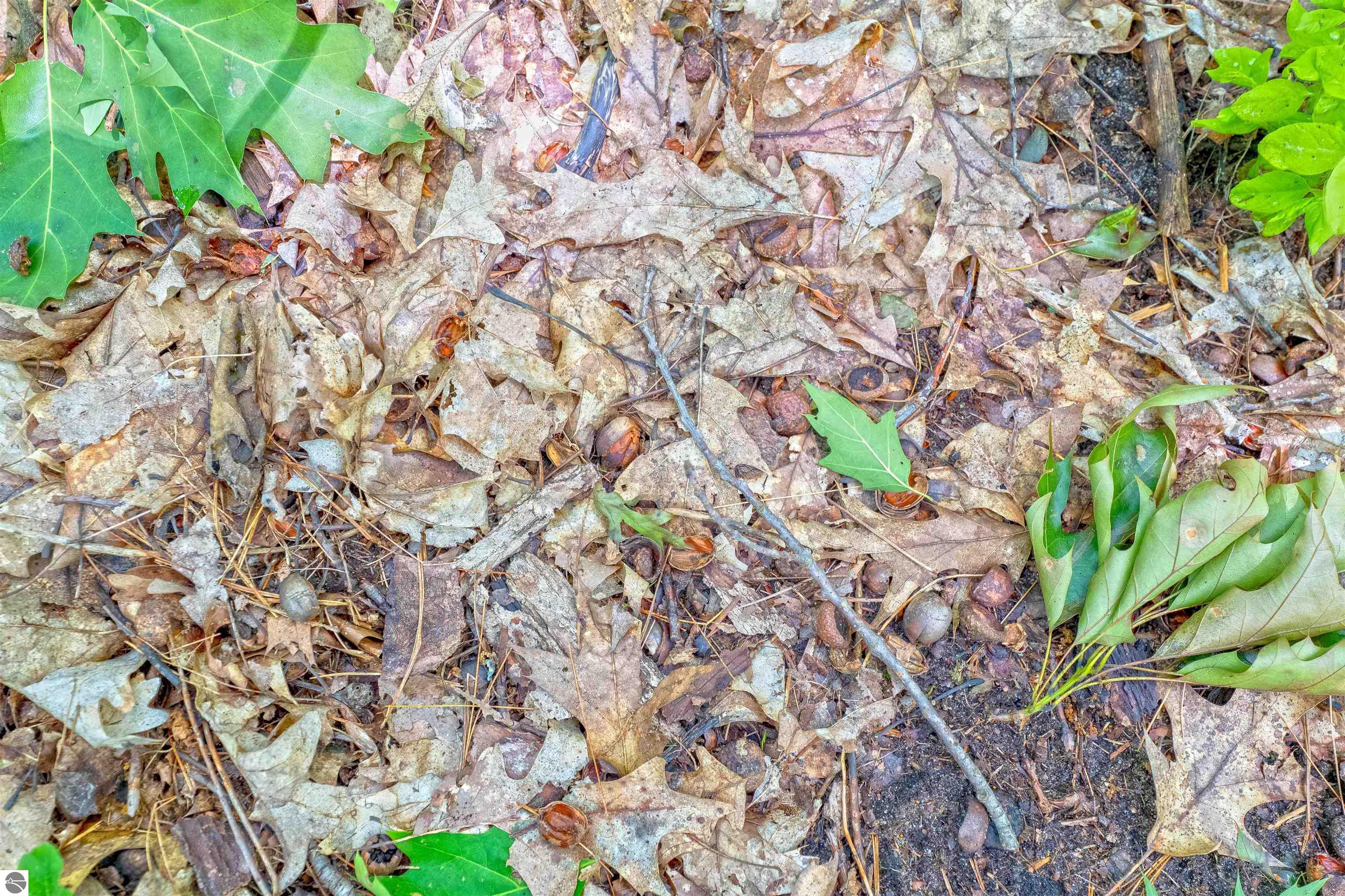 VL Shelby Street, Fife Lake, MI 49633 — Photo 13