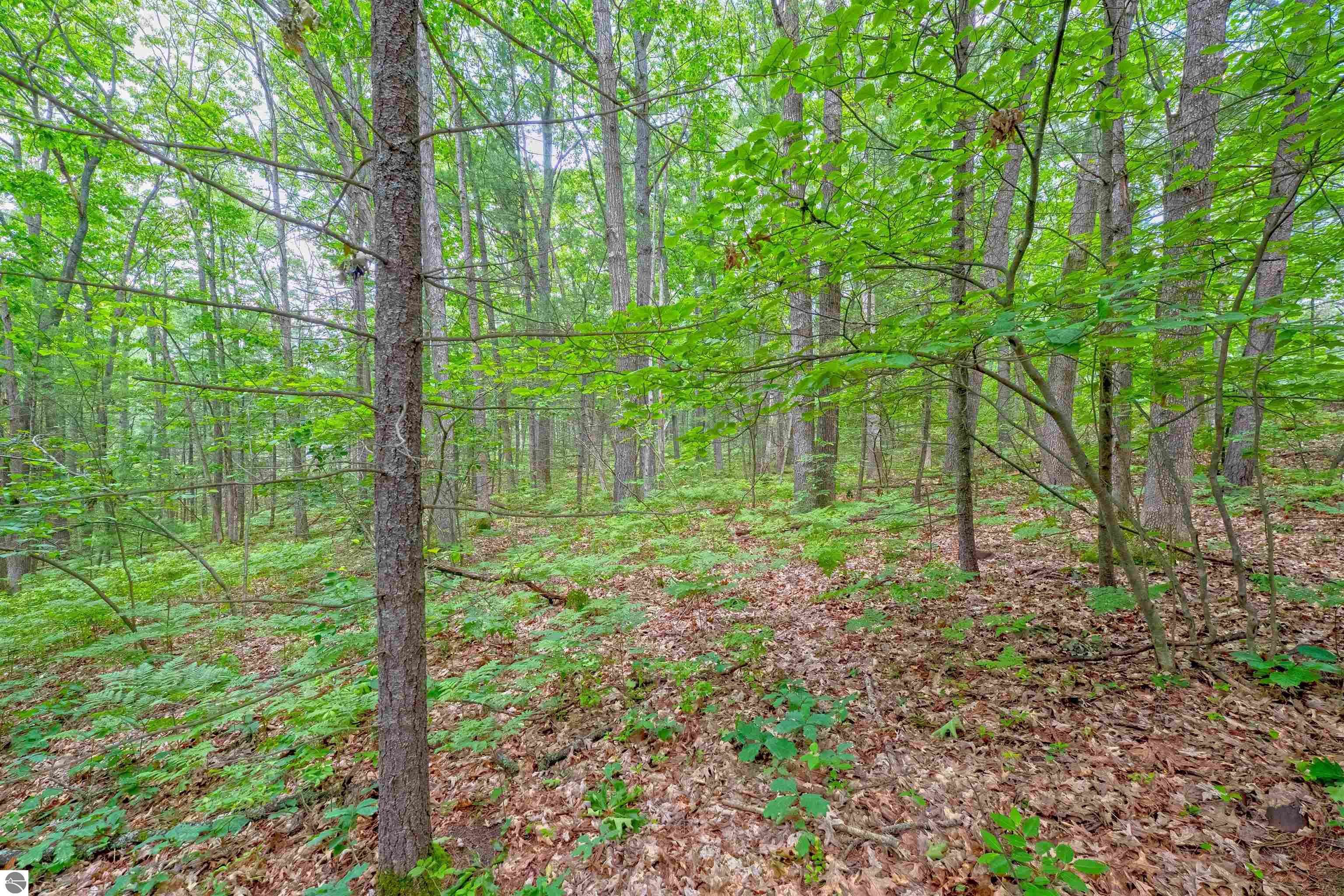 VL Shelby Street, Fife Lake, MI 49633 — Photo 9