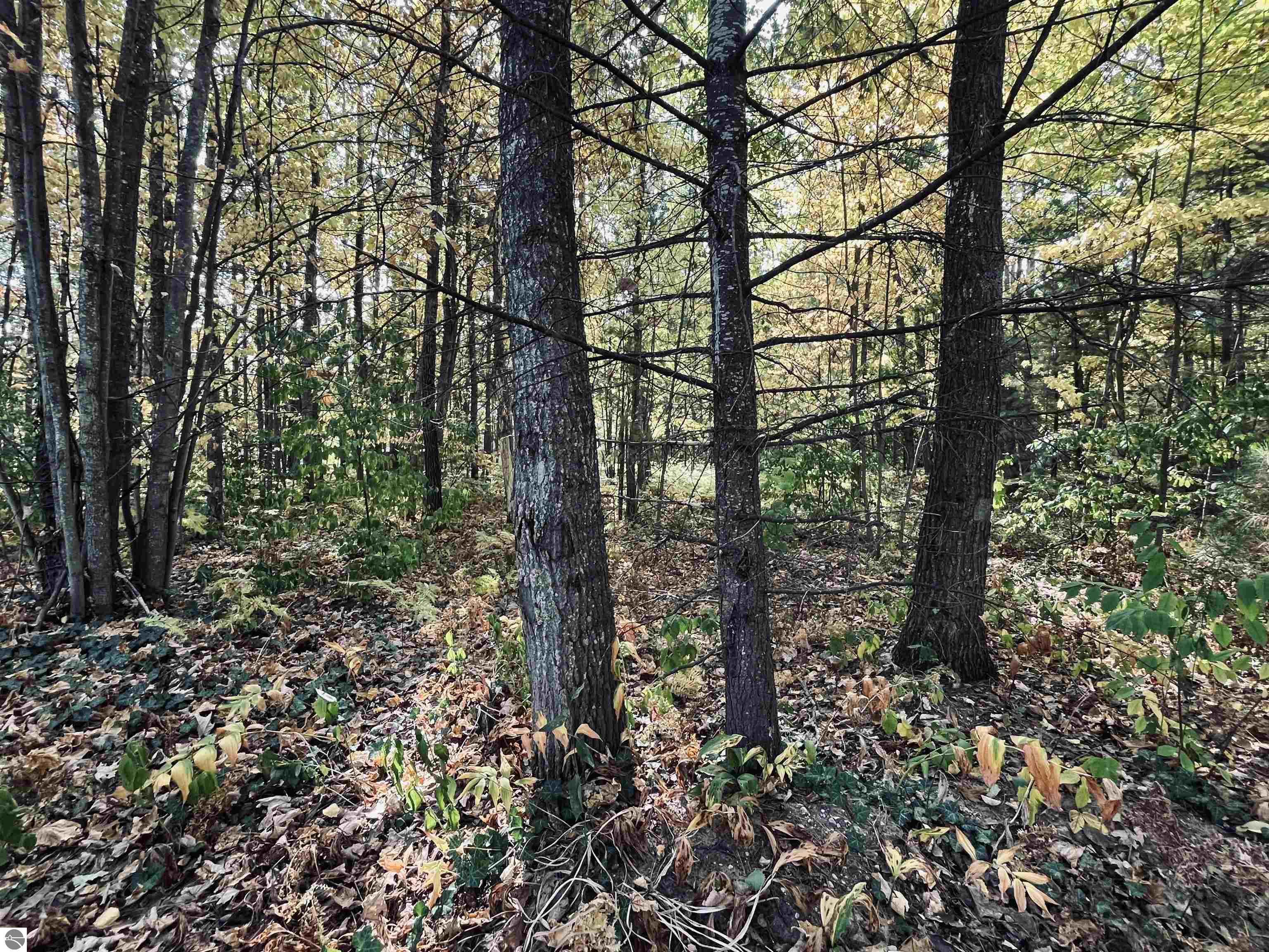 1967 NE Fairways Drive, Kalkaska, MI 49646 — Photo 34